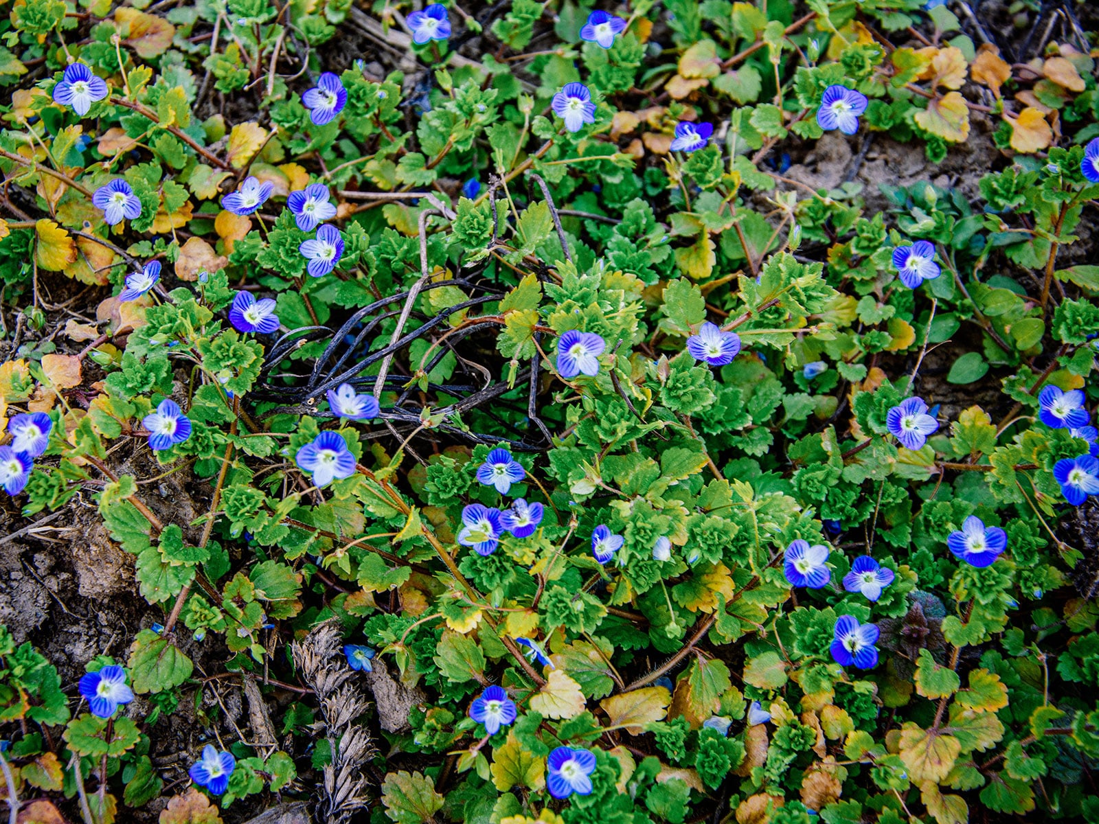 Creeping speedwell ground cover with blue flowers