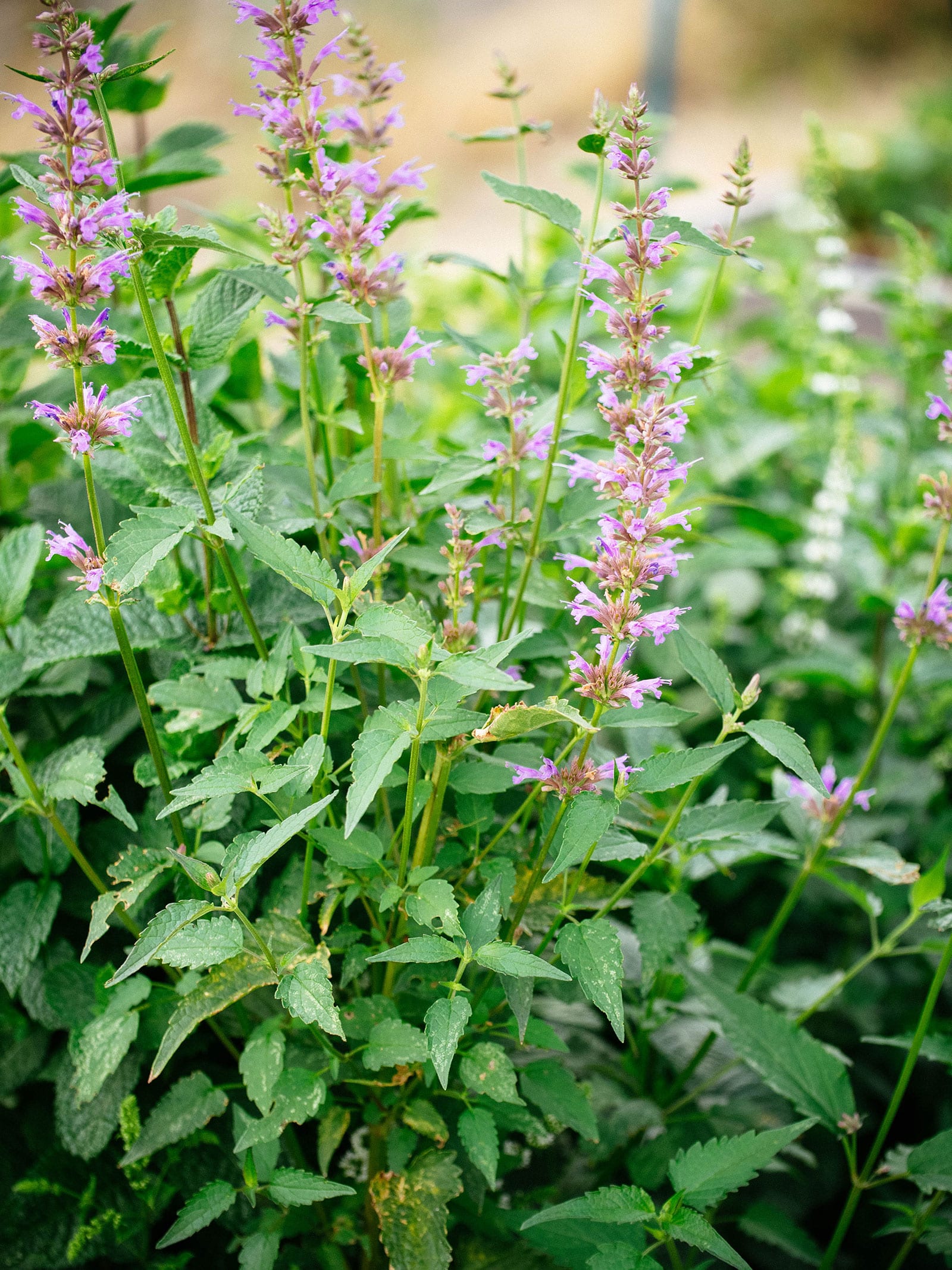 Anise hyssop with purple flowers