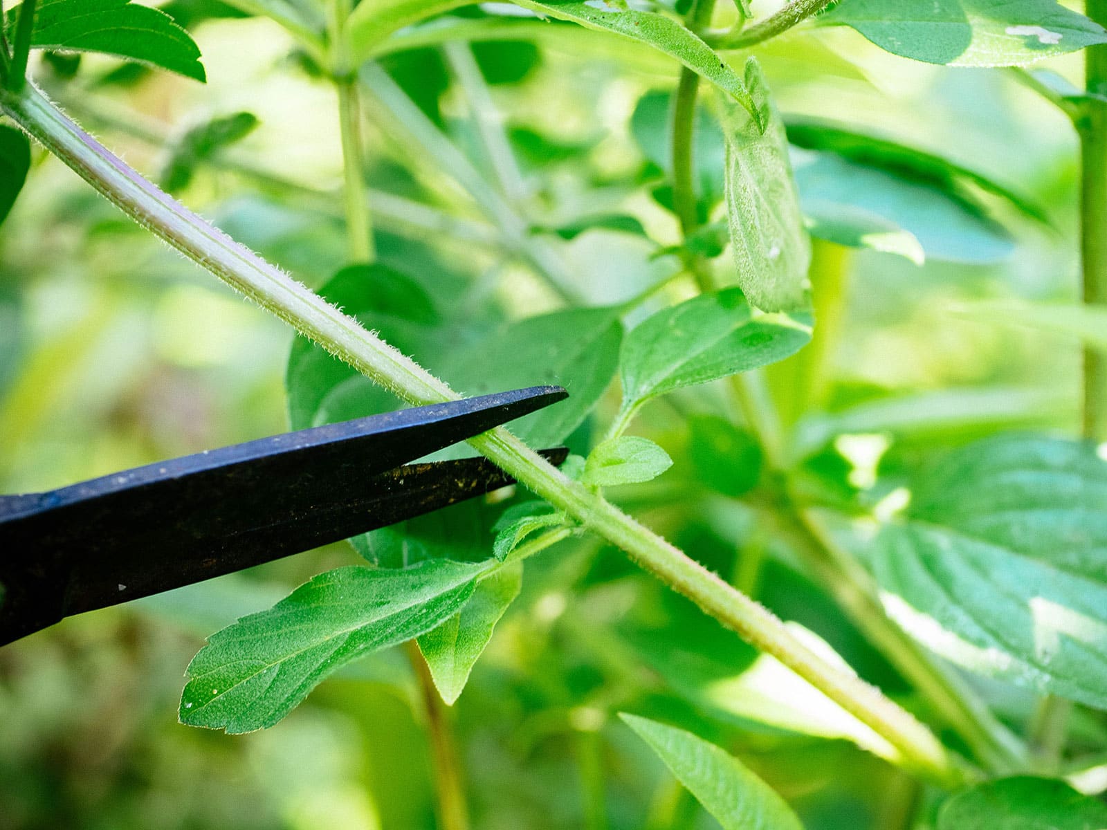 Perennial basil being trimmed