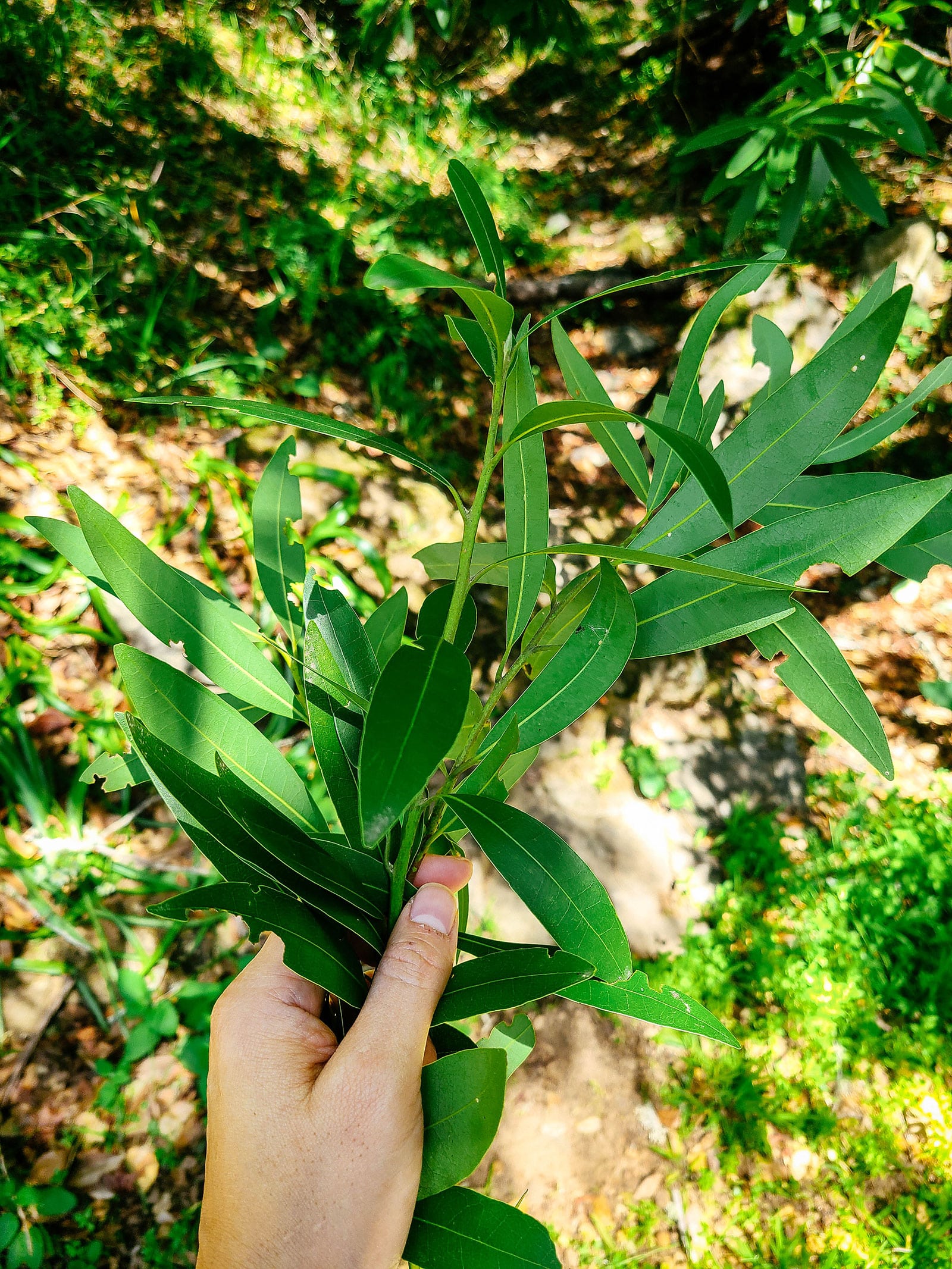 Hand holding stems of fresh bay leaves