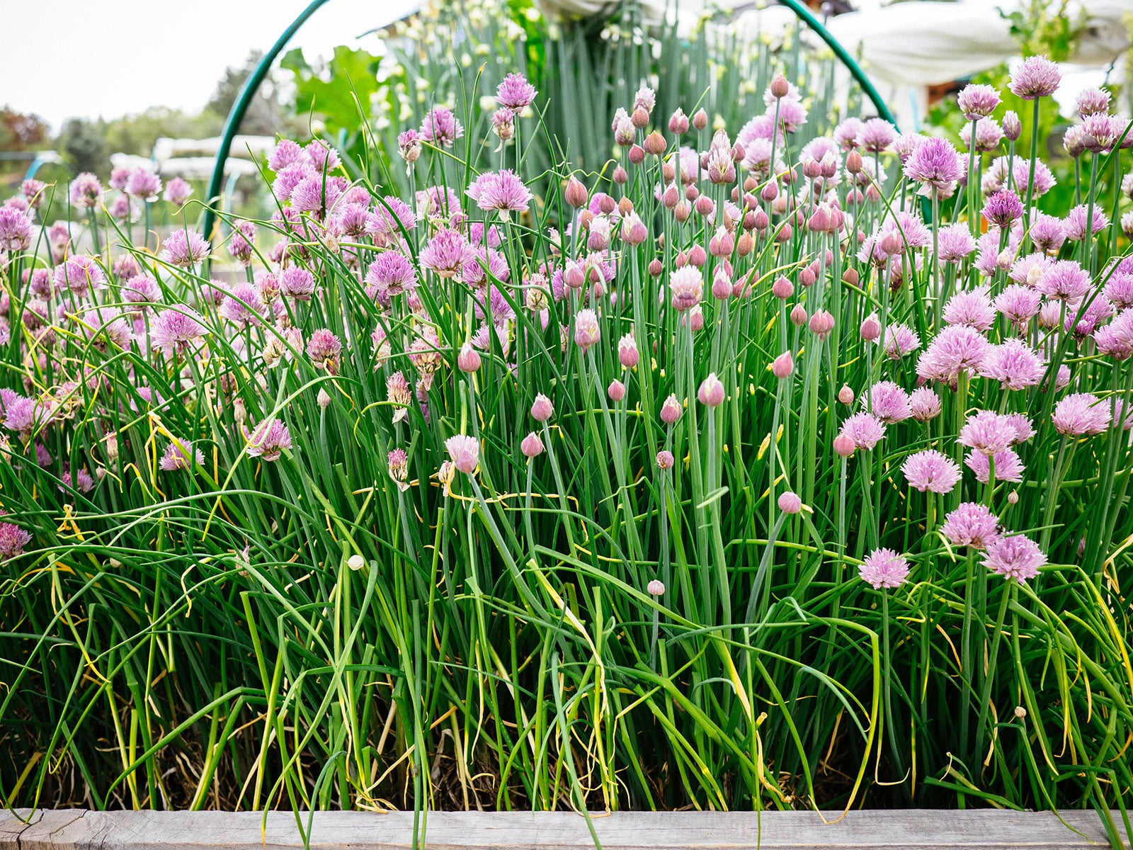 Chives with purple blossoms