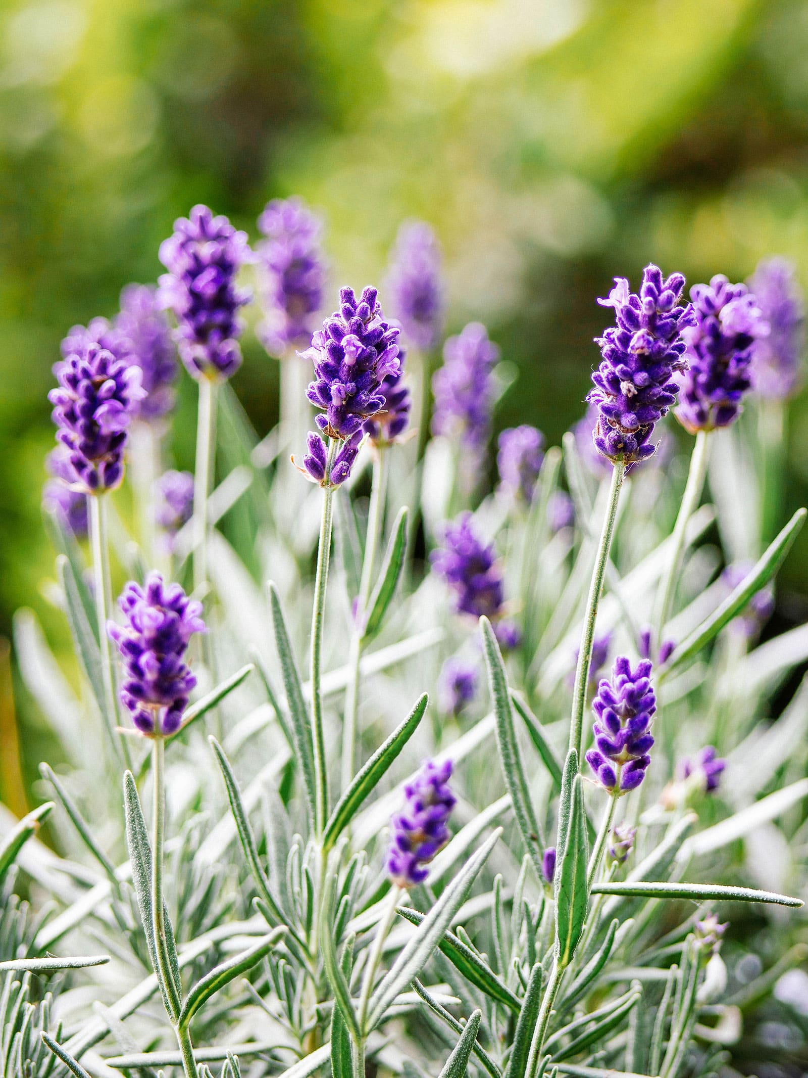 Lavender plant in bloom with purple buds