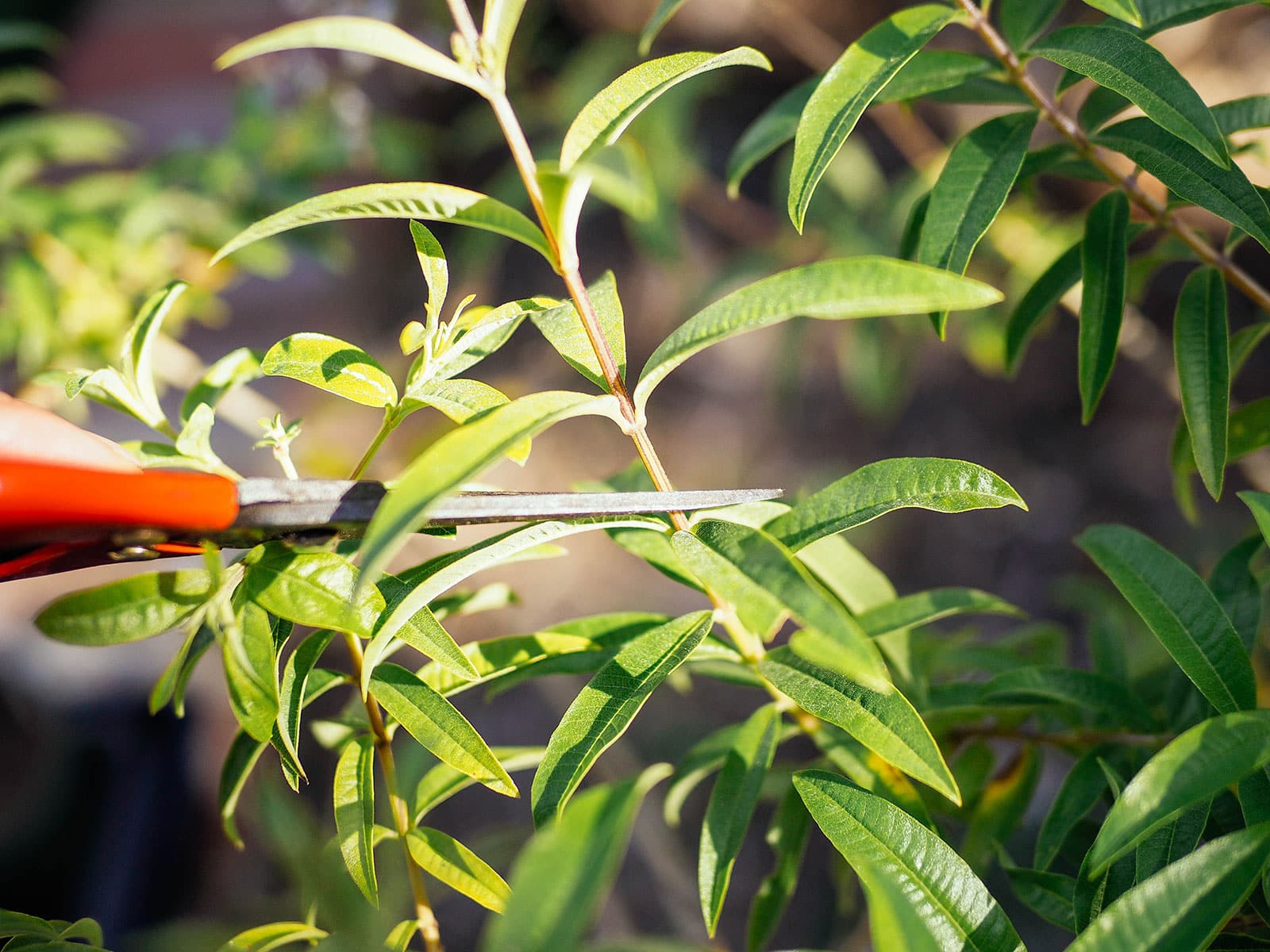 Lemon verbena being cut