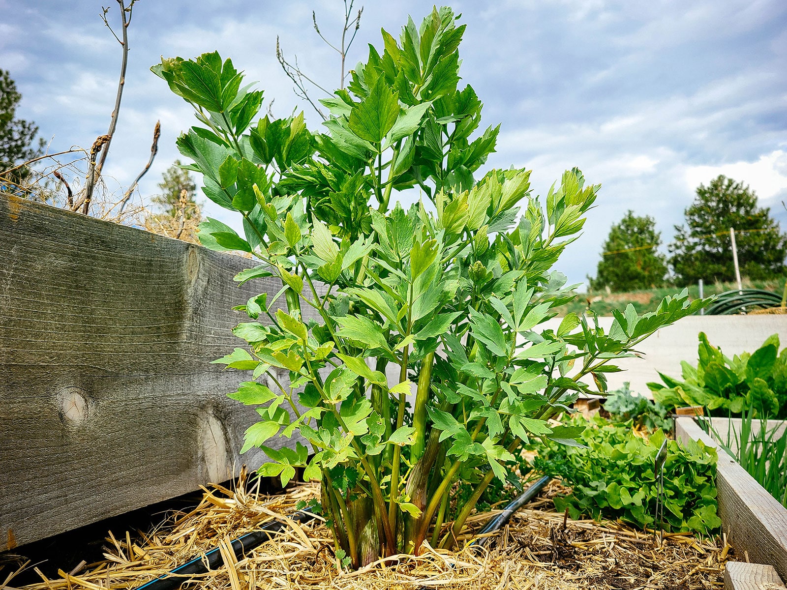 Lovage