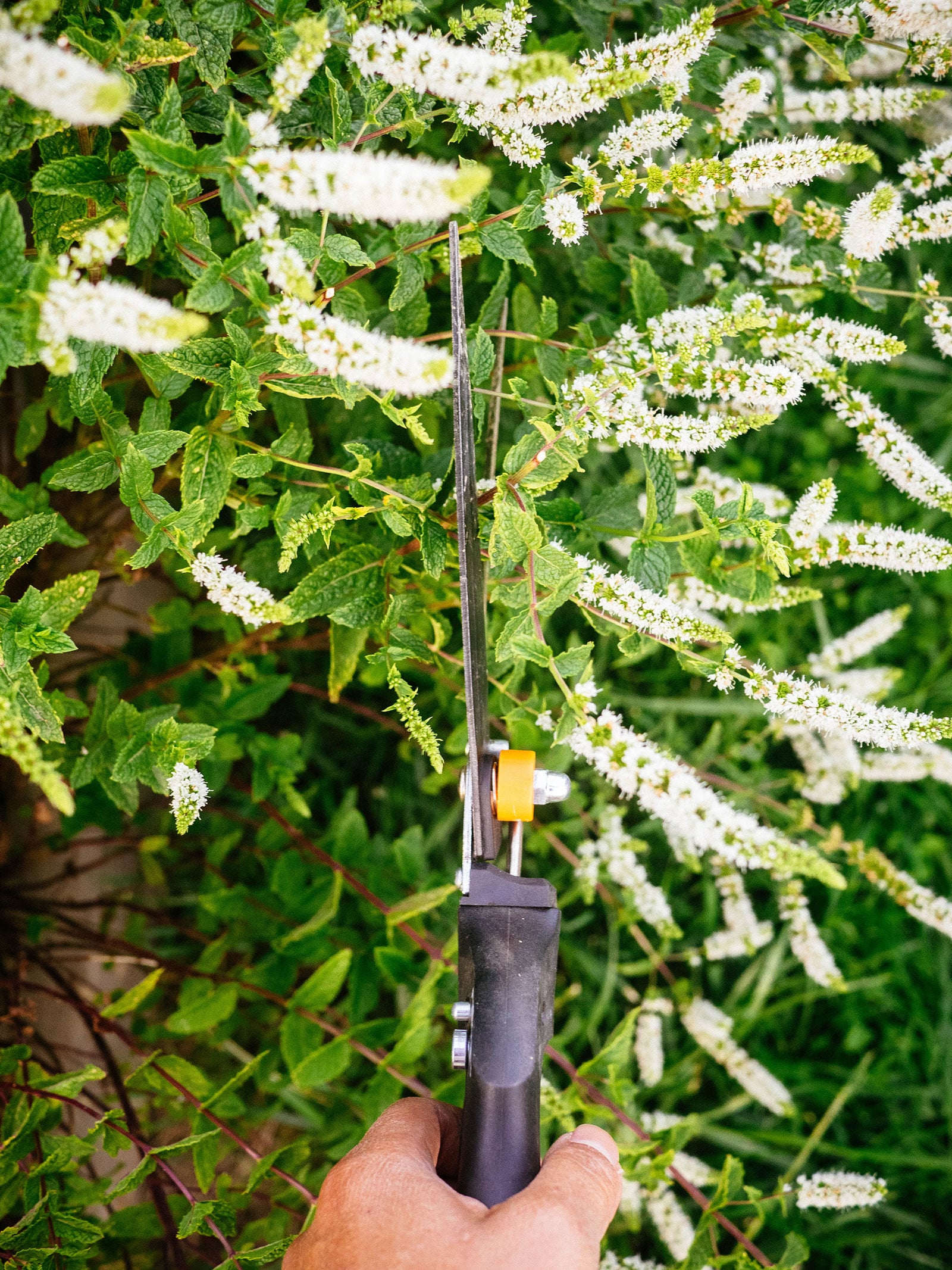 Flowering mint being pruned