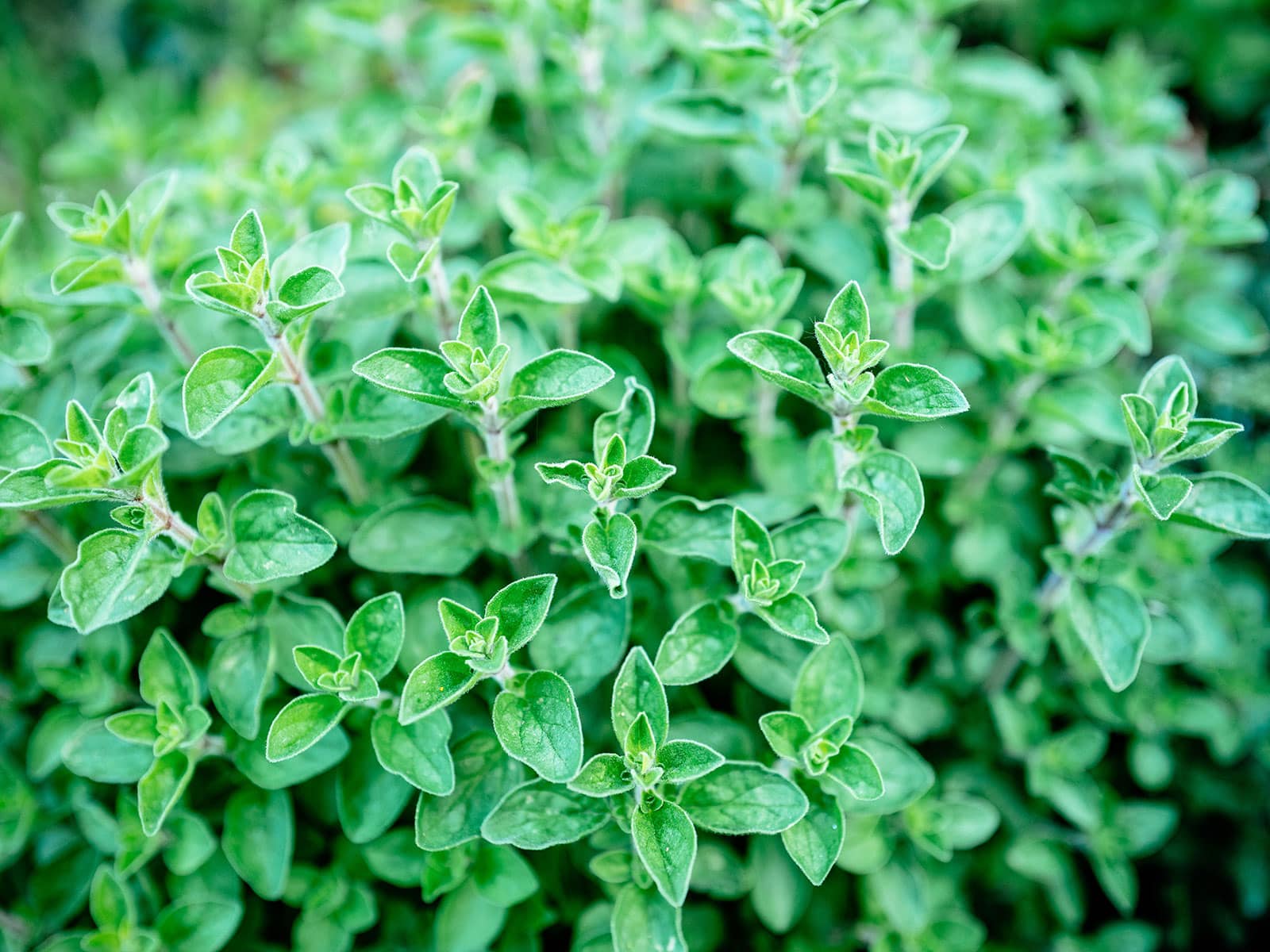 Oregano