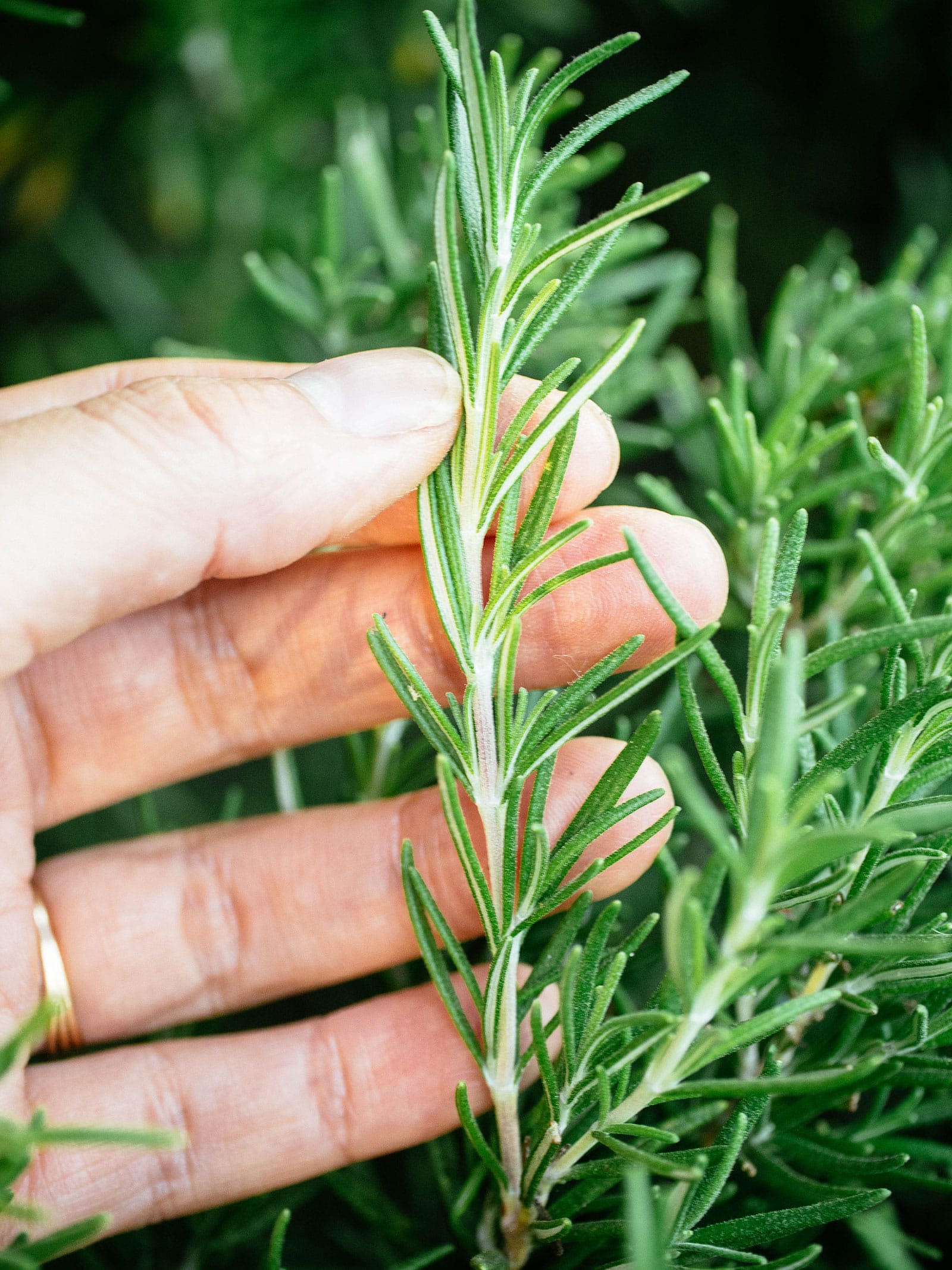 Rosemary
