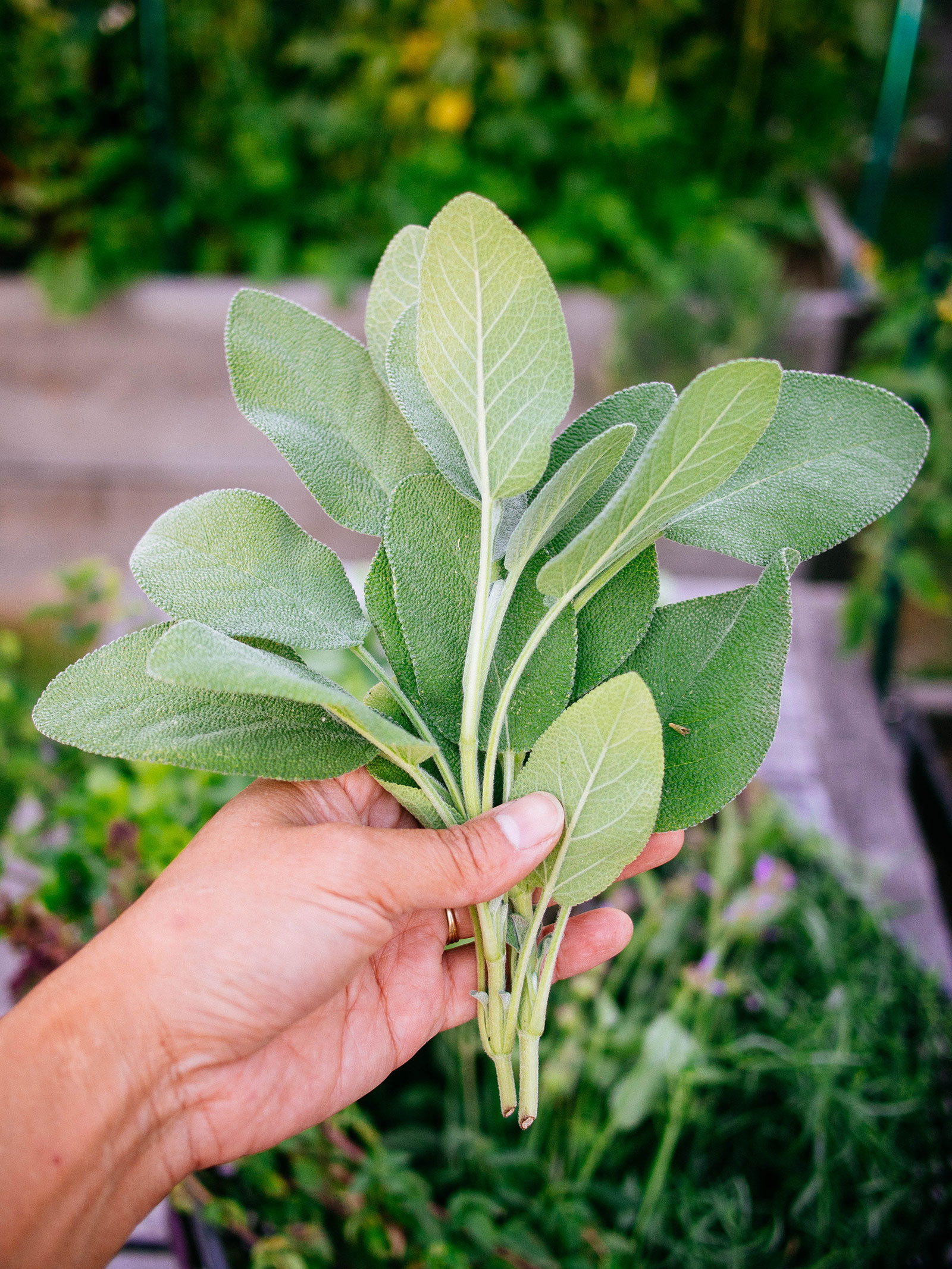 Hand holding a bundle of fresh sage leaves