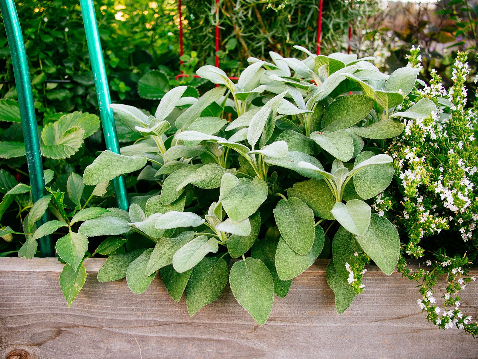 Common sage