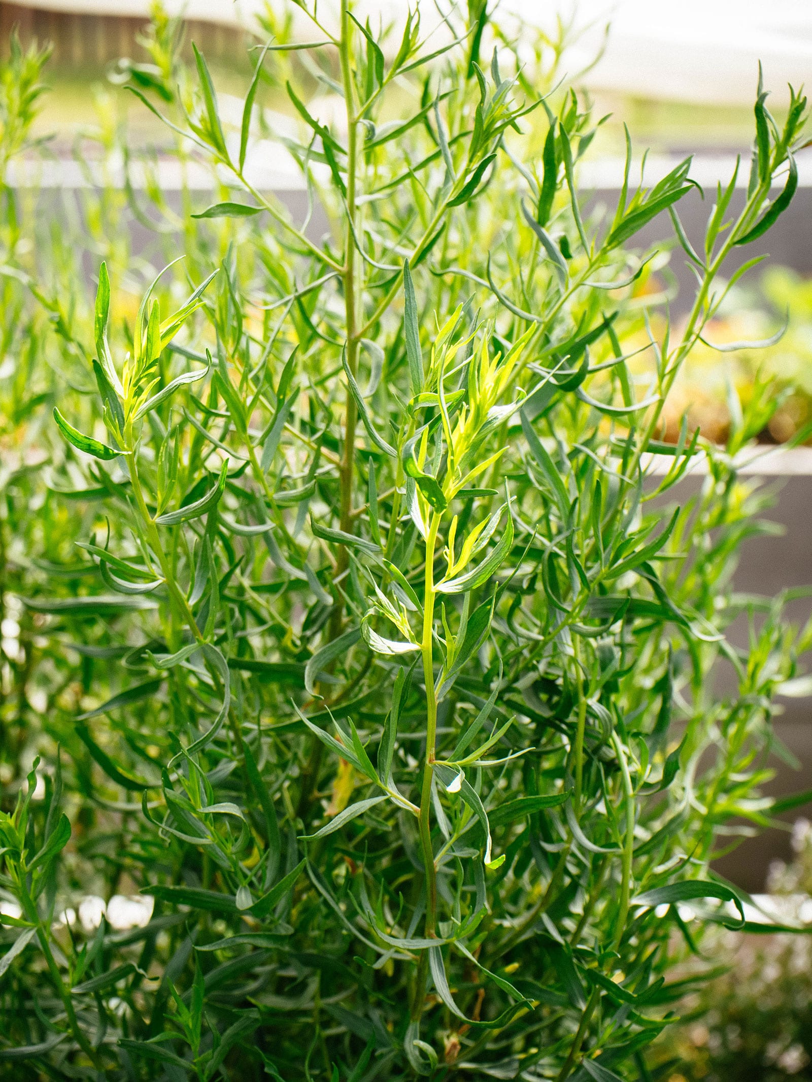 Tarragon