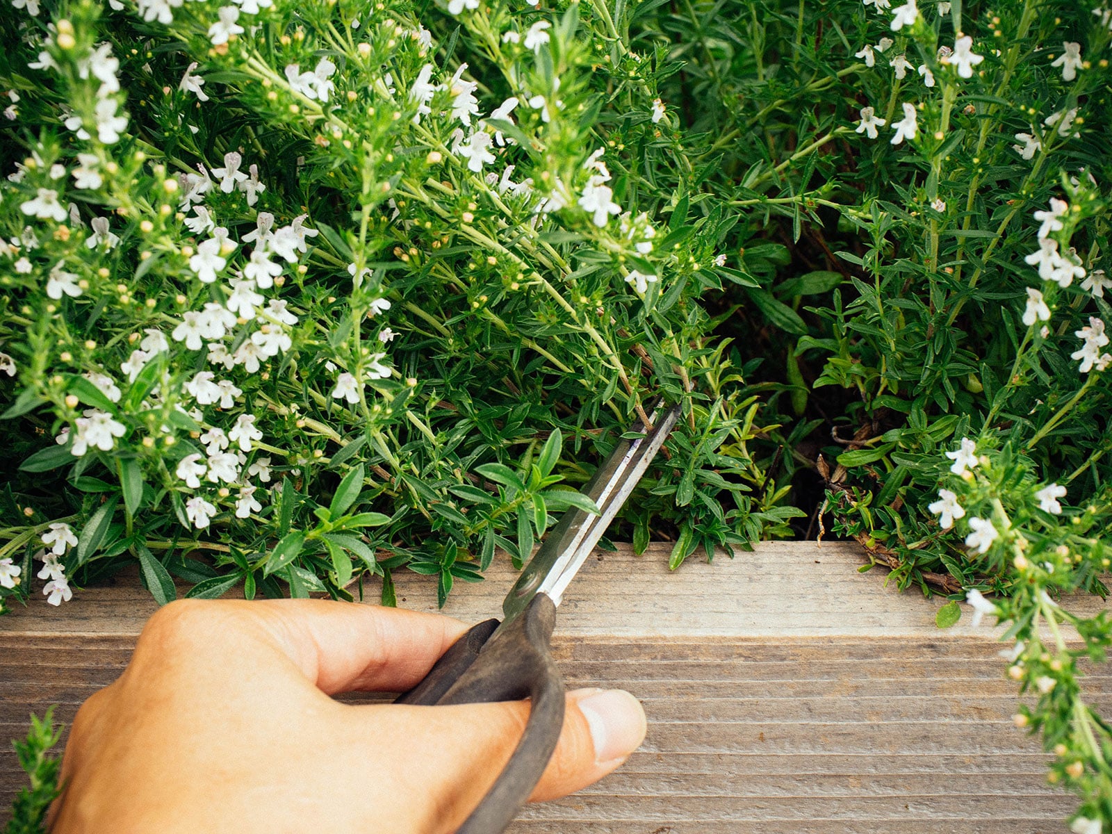 Thyme being trimmed