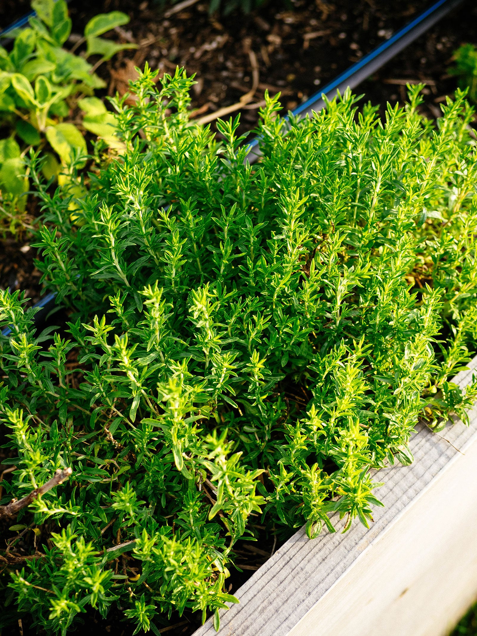 Winter savory