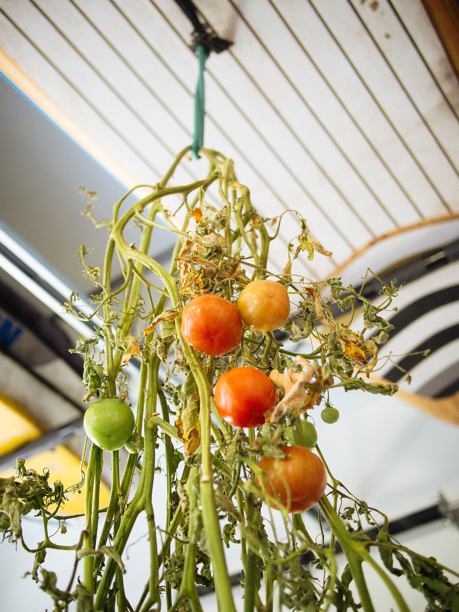 Tomato vines suspended from a ceiling rack in the garage
