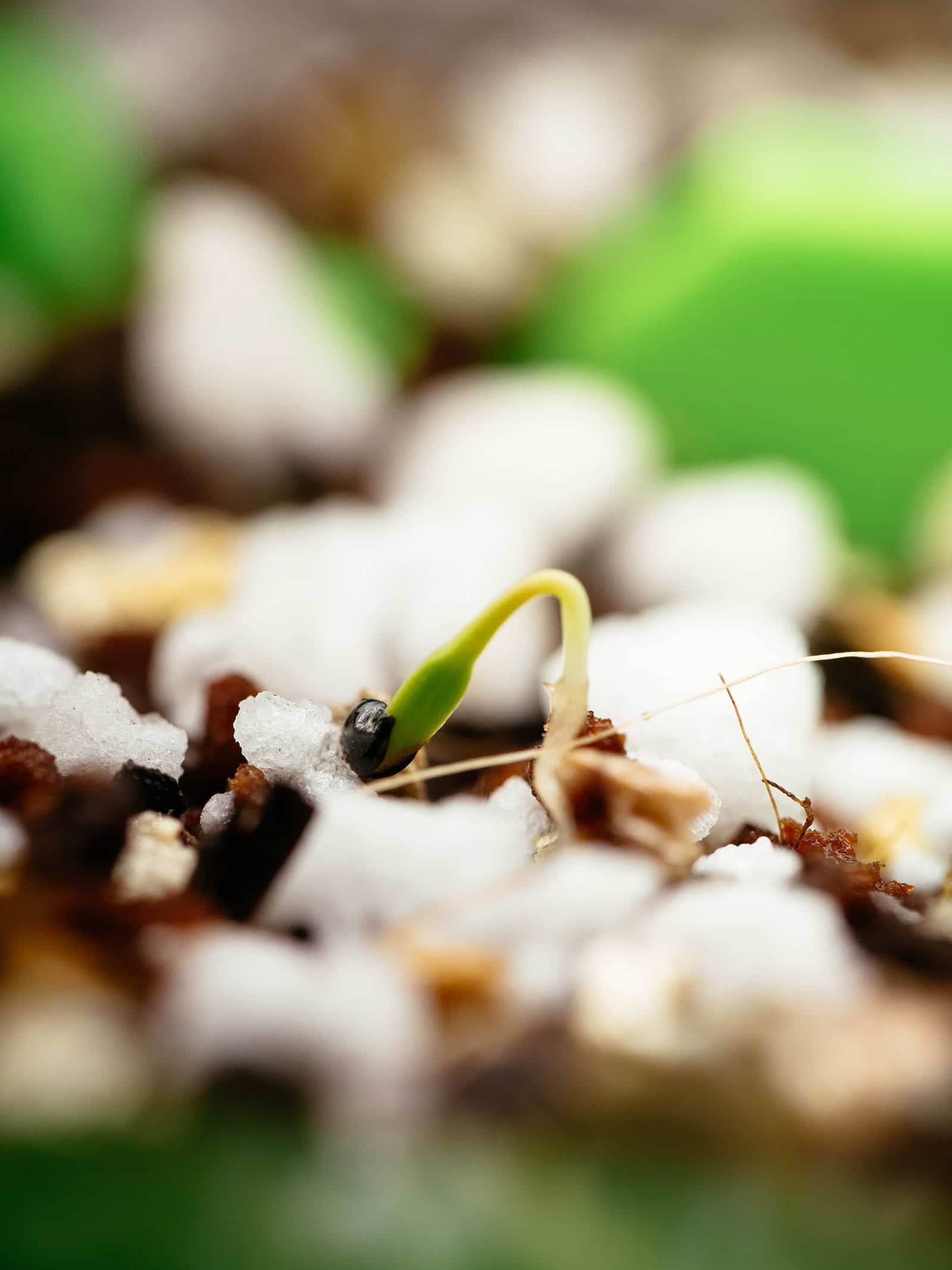 Hablitzia seedling in potting mix