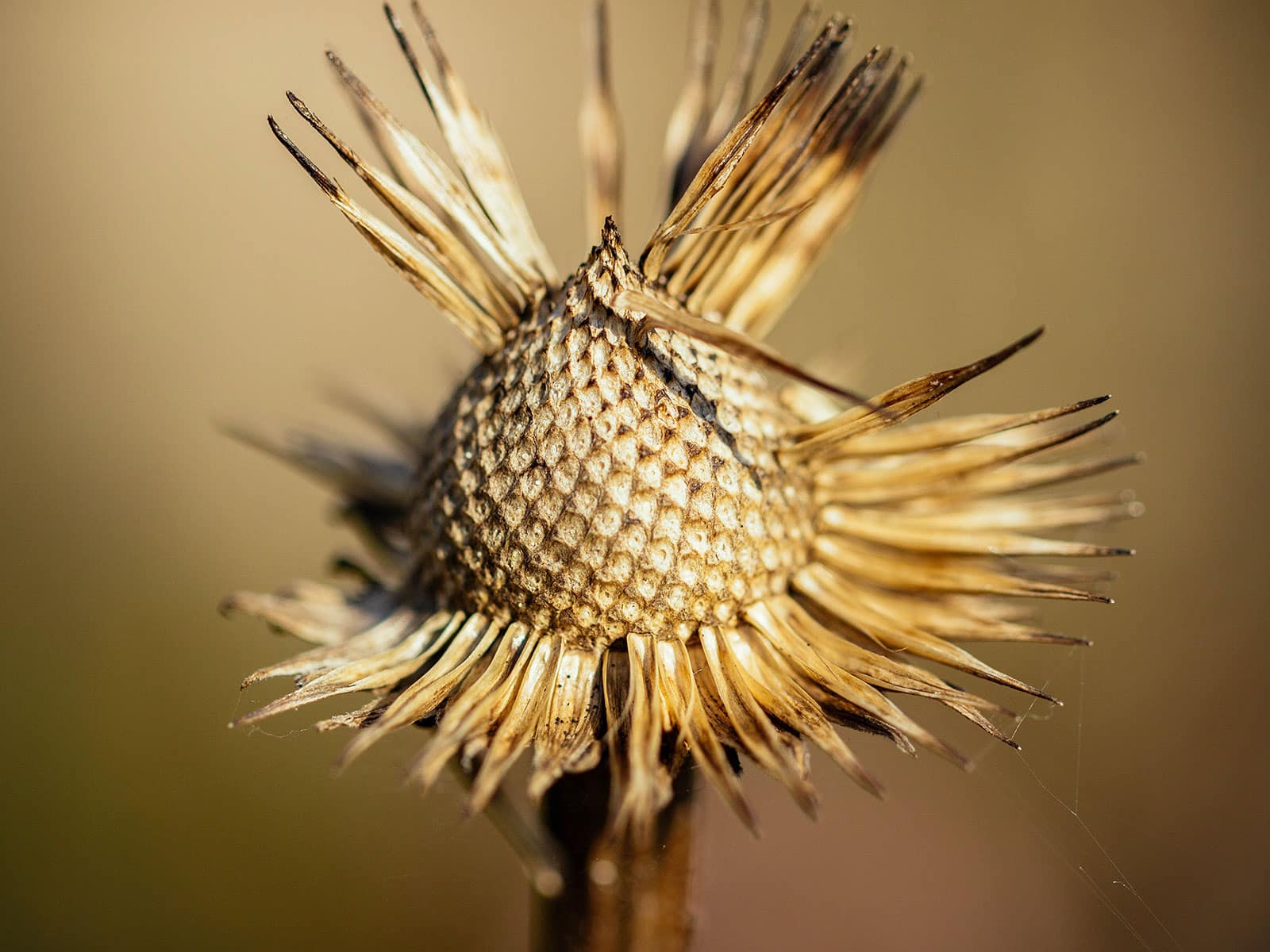 Dried coneflower seed head with seeds starting to fall off