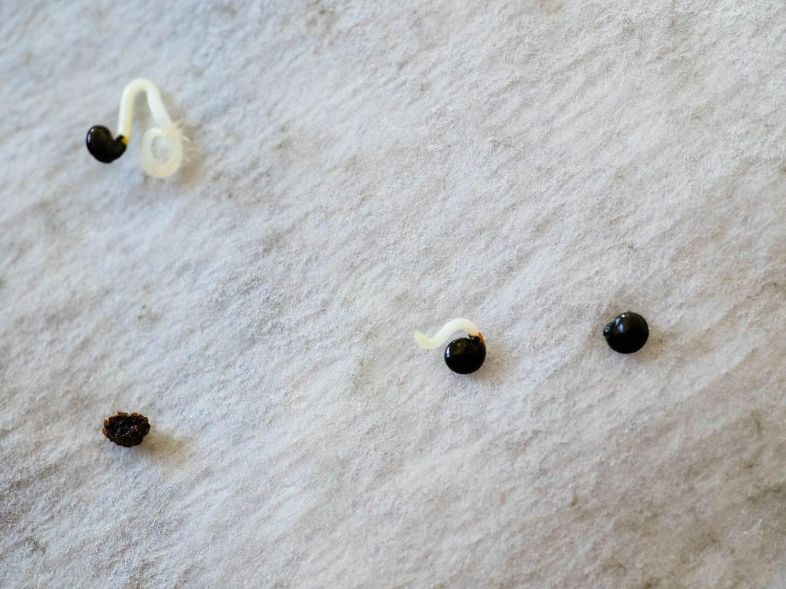 47 Seeds That Need Cold Stratification - Garden Betty