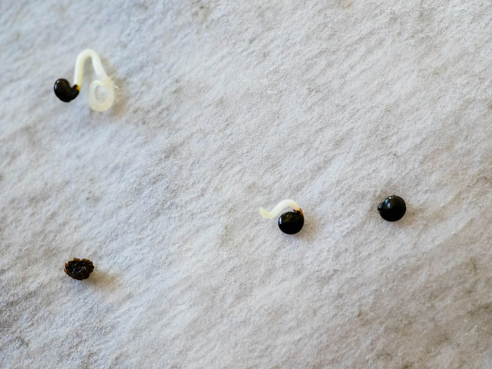 Caucasian mountain spinach seeds germinating in a moist paper coffee filter