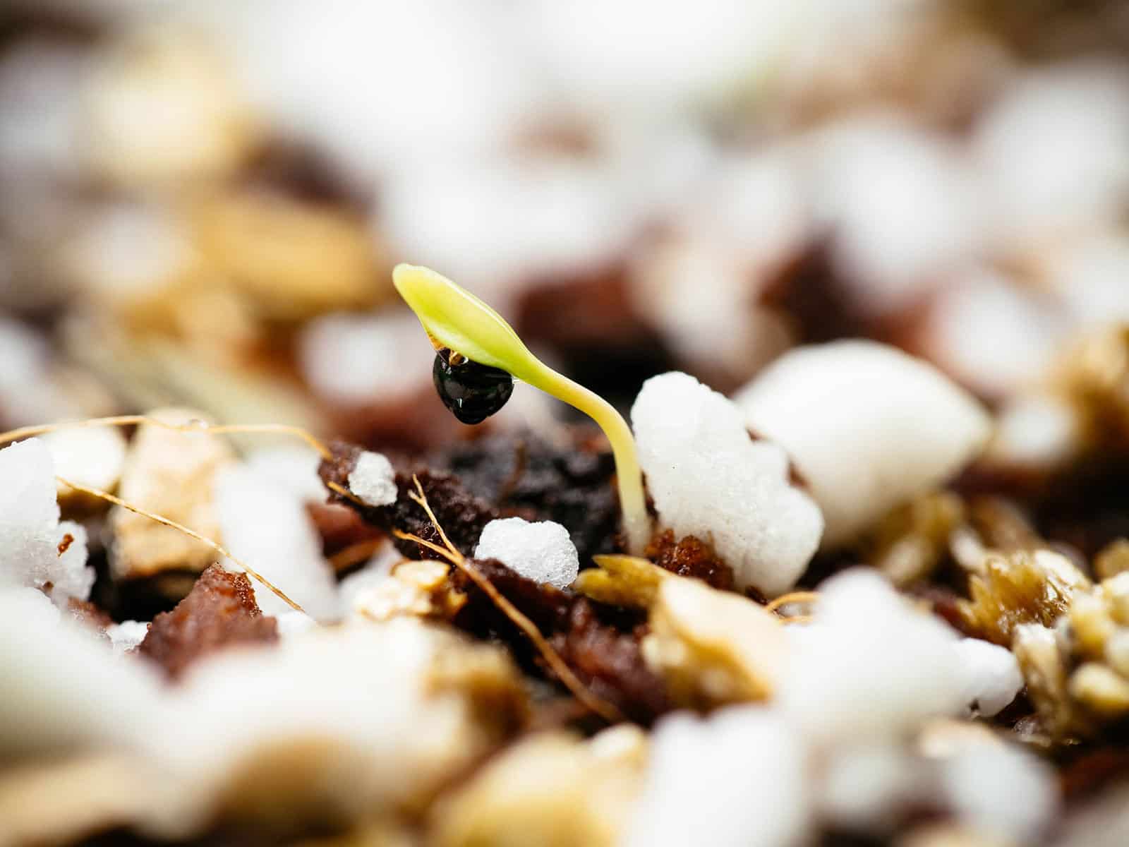 A newly germinated Caucasian mountain spinach seedling with seed coat still attached