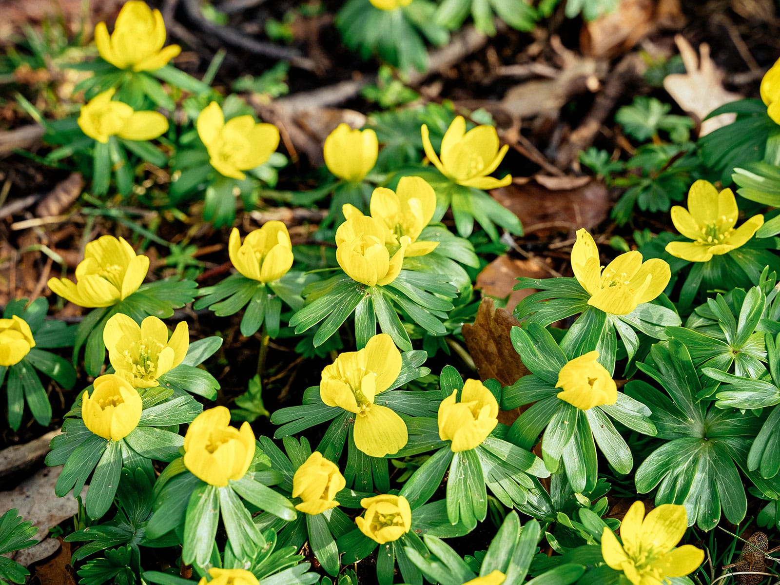 Winter aconite in bloom