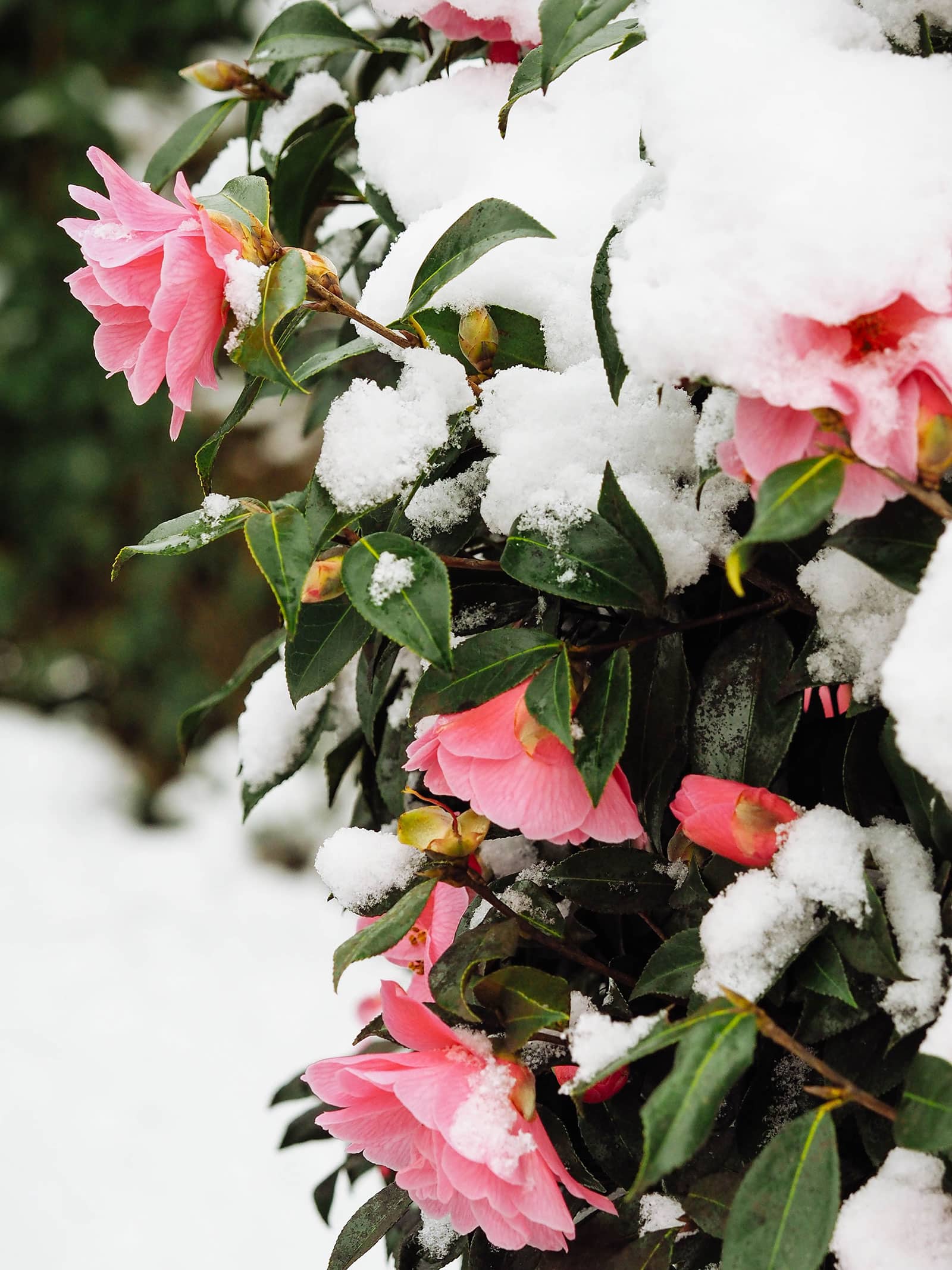 Pink camellia shrub blooming in the snow