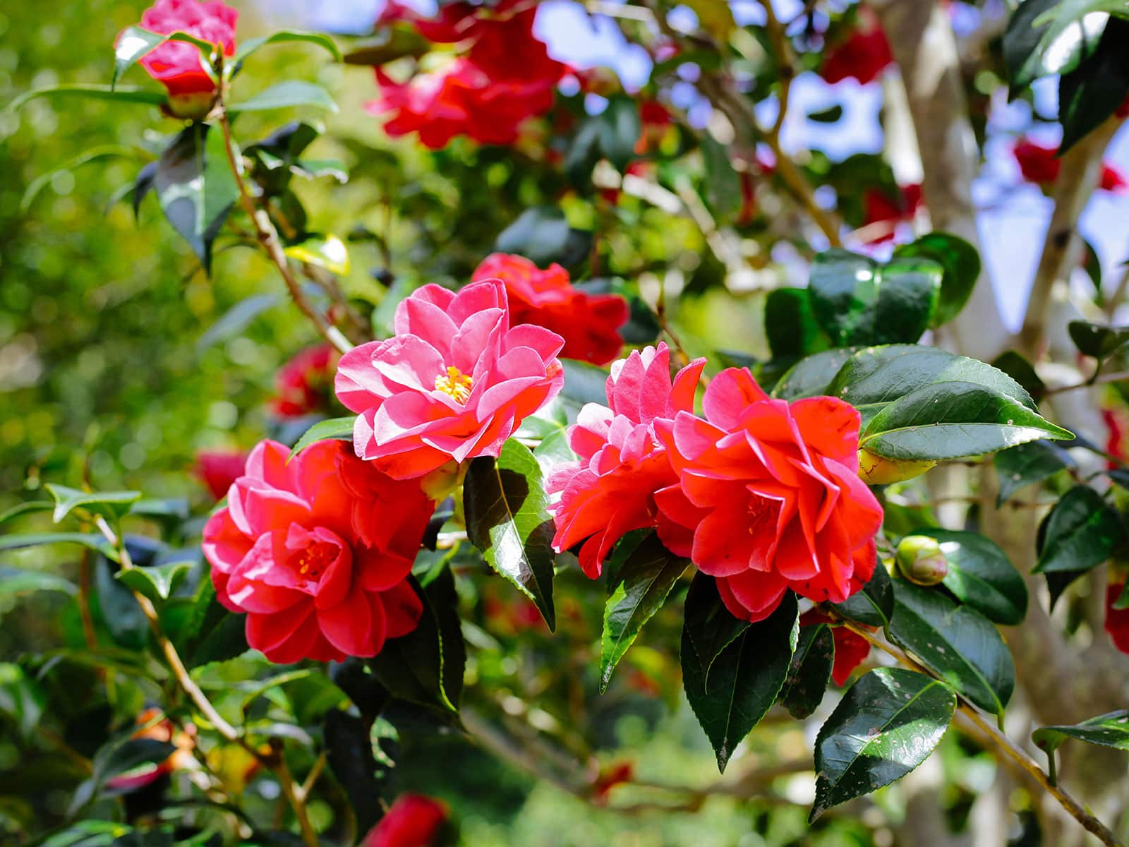 Red camellia shrub in bloom