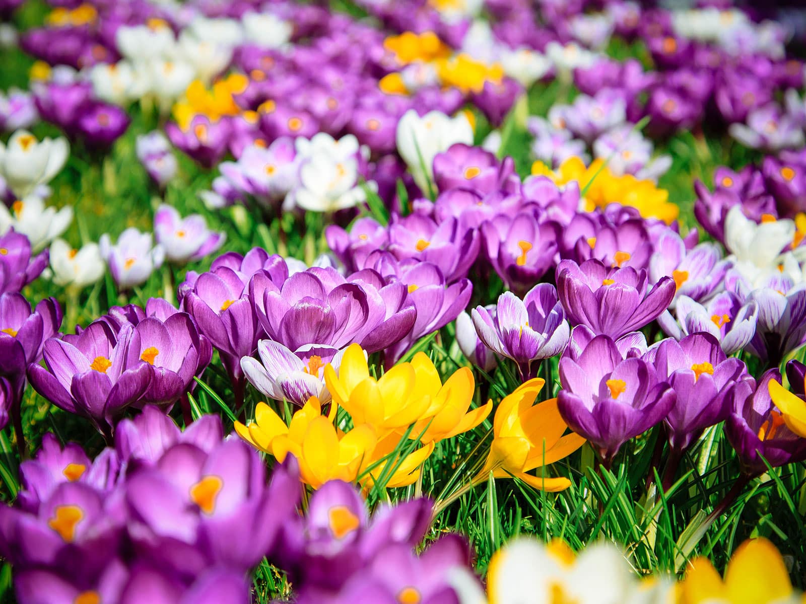 Purple, yellow, and white crocus blooming in a lawn