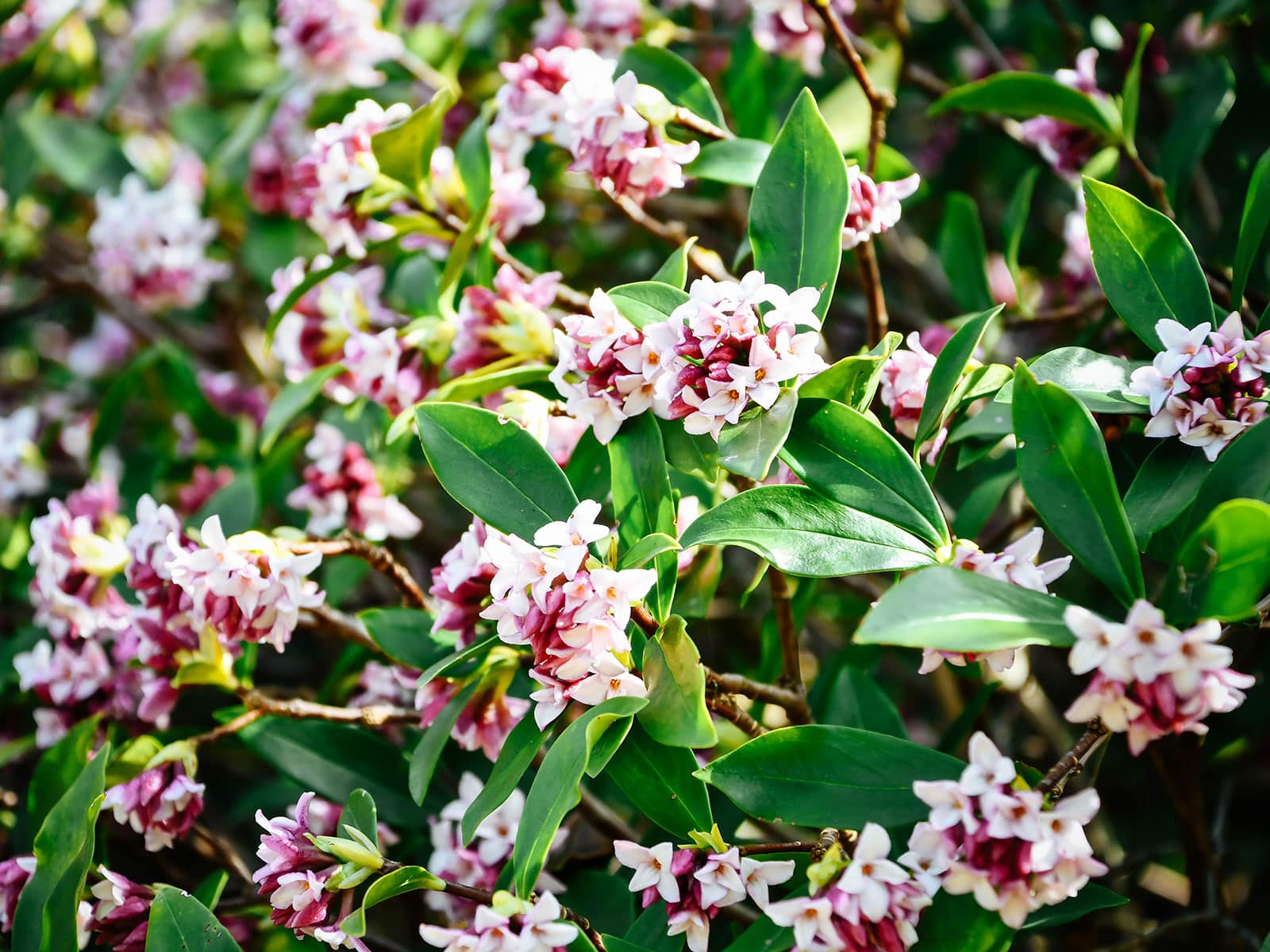 Daphne odora in bloom
