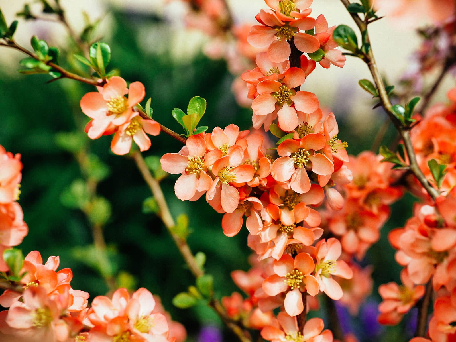 Flowering quince branches covered in orange blossoms