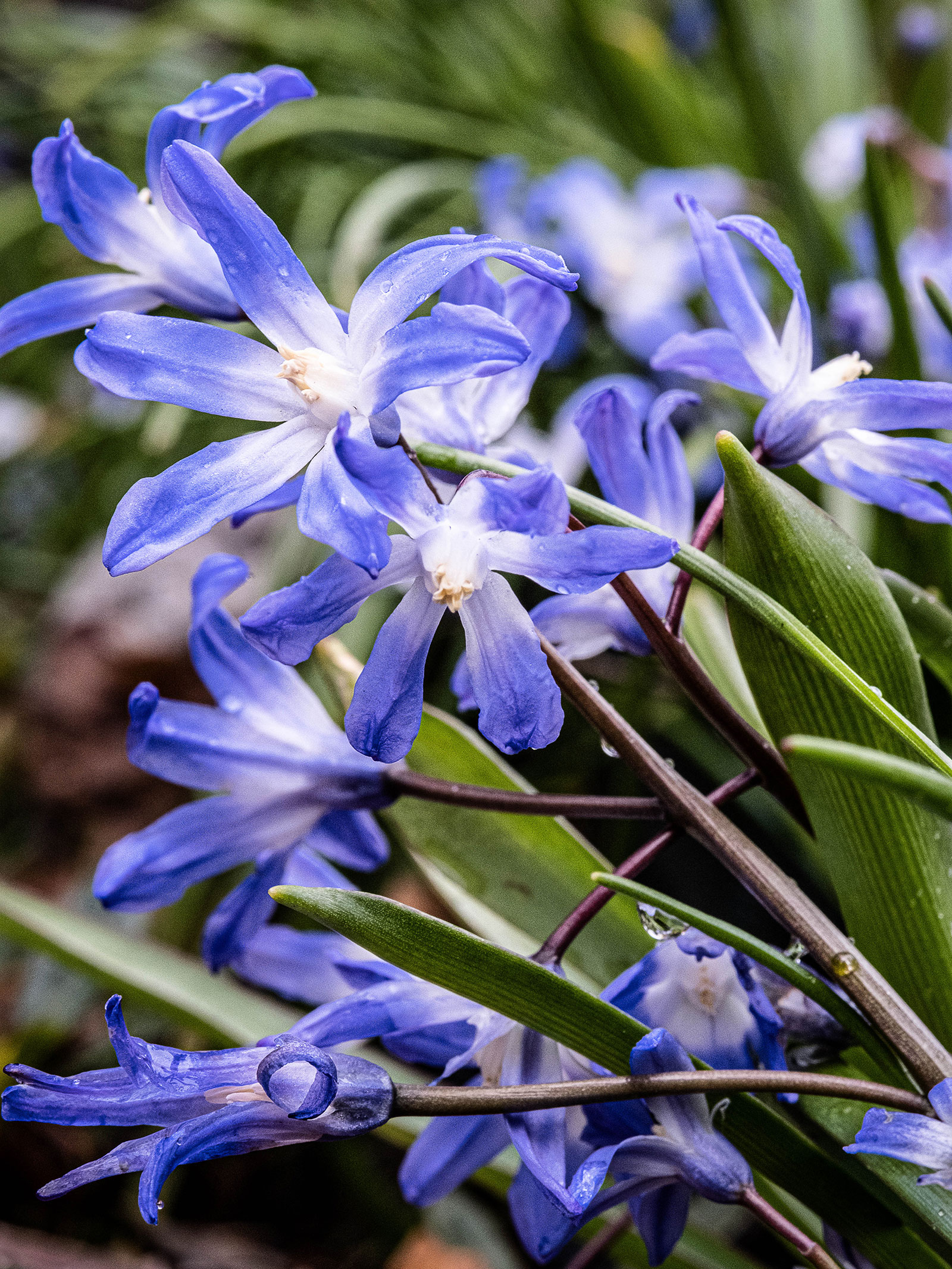 Blue glory-of-the-snow in bloom