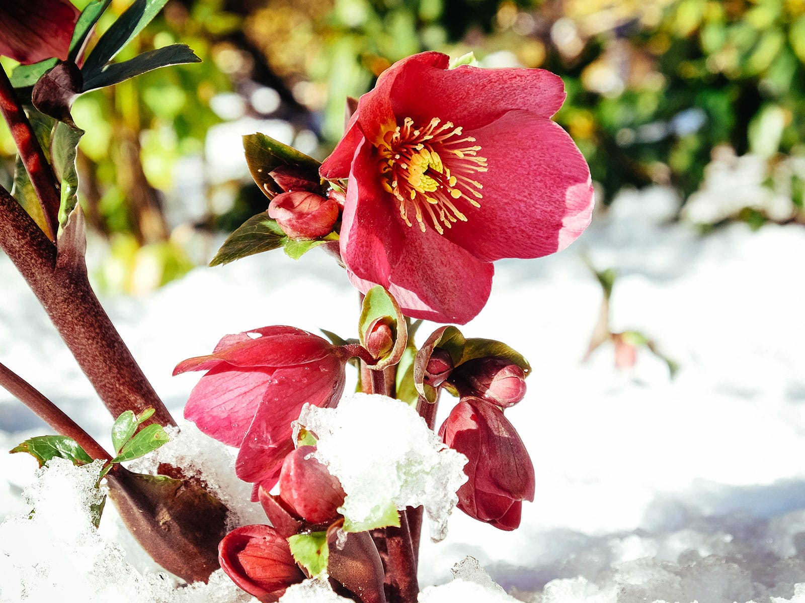 Red hellebore in the snow