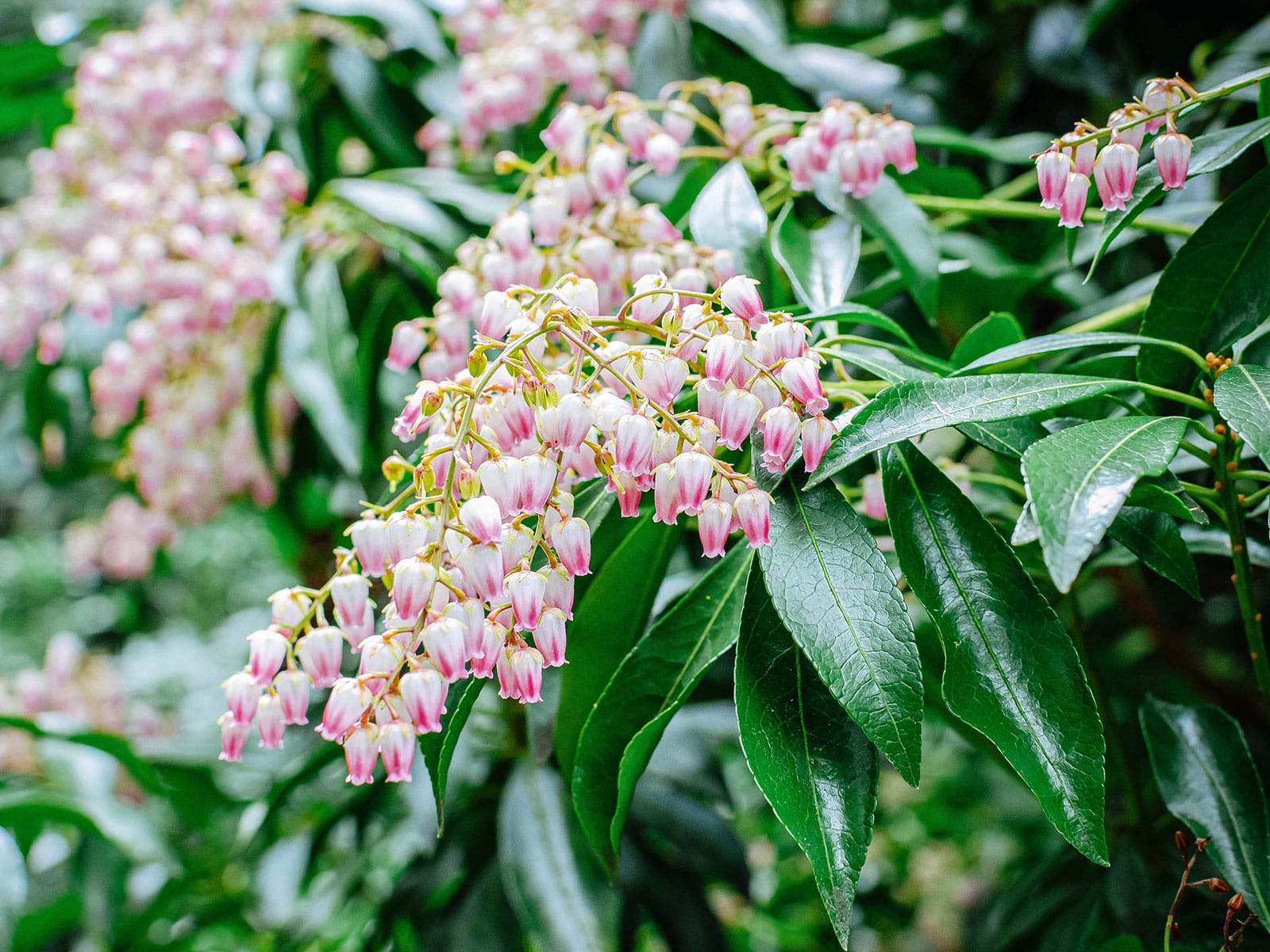 Japanese andromeda in bloom