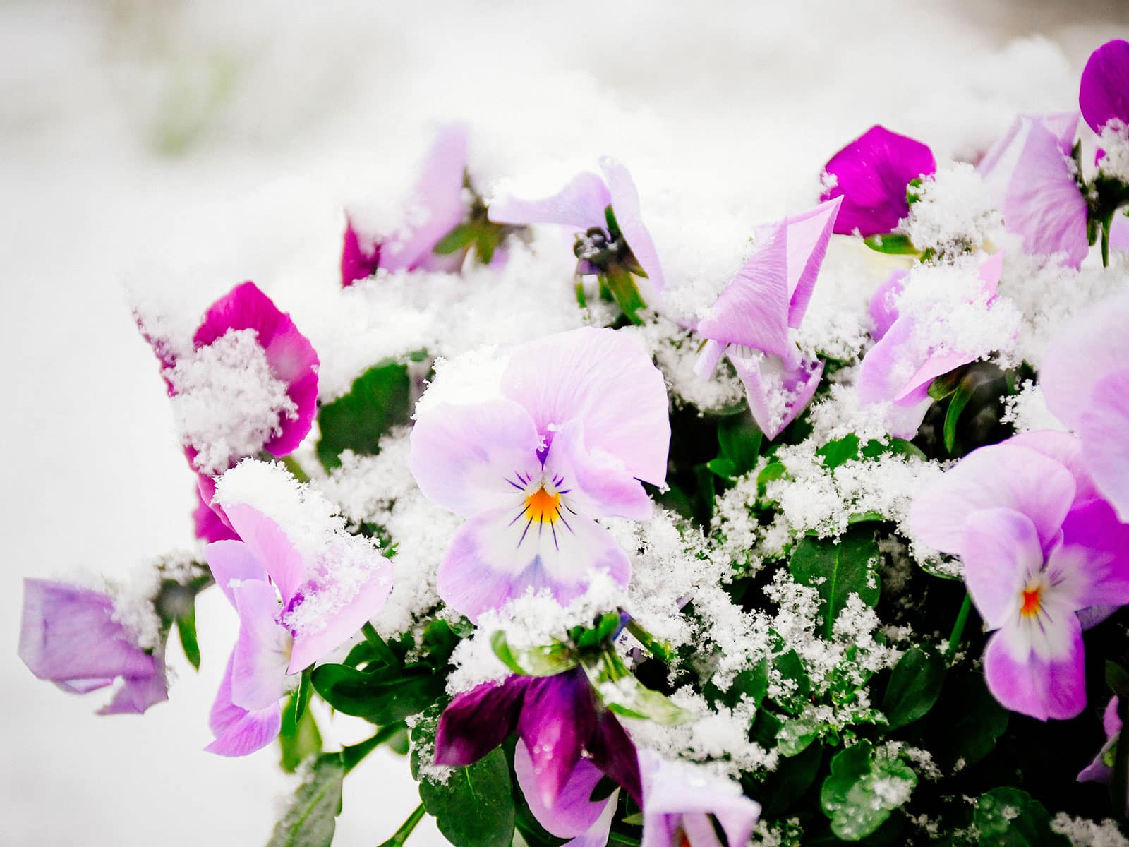 Purple pansy flowers in a snow-covered garden