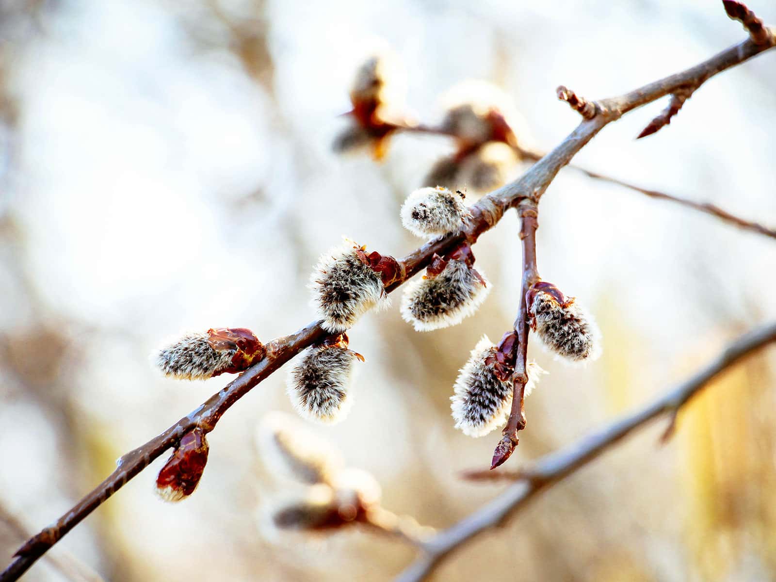 Pussy willow branch with catkins