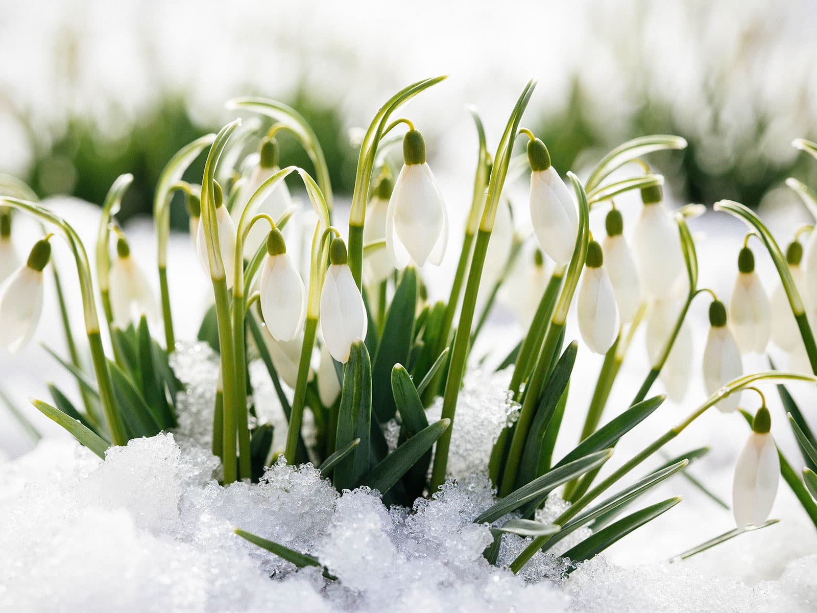Snowdrops blooming in the snow