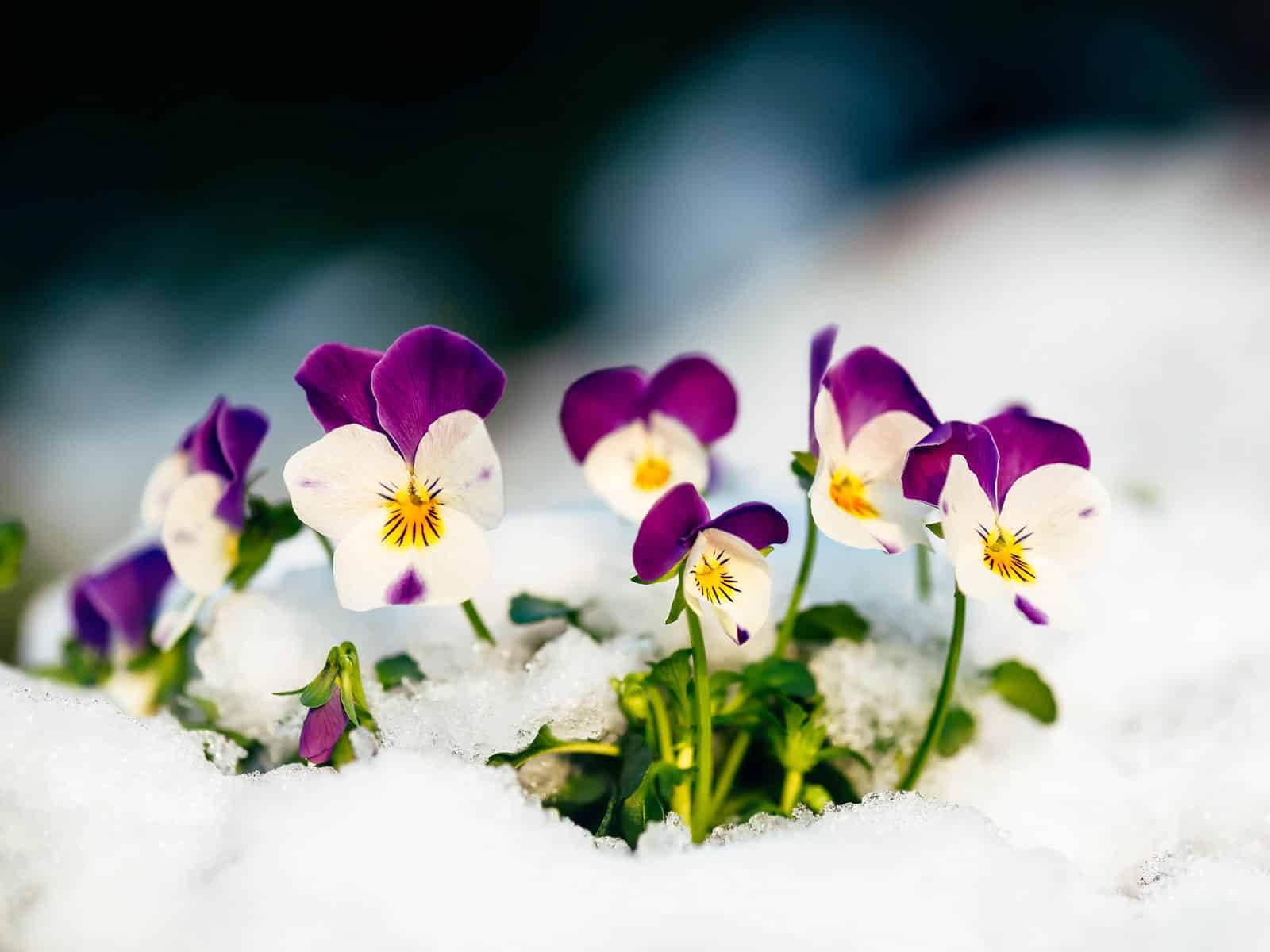 Violets growing in the snow