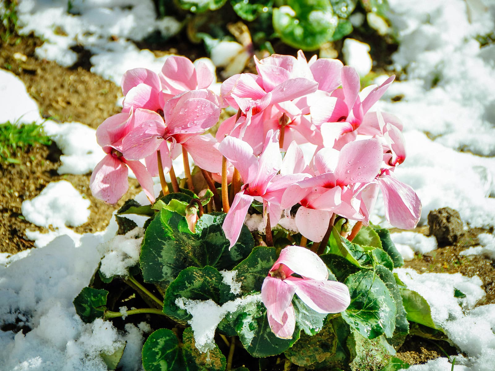 Pink winter cyclamen in a snowy garden