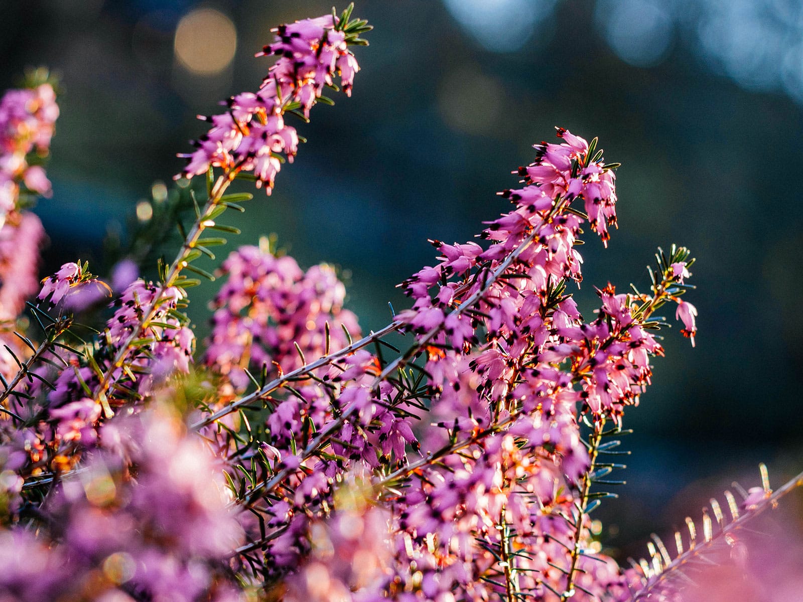 Winter heath branches covered in pink flowers