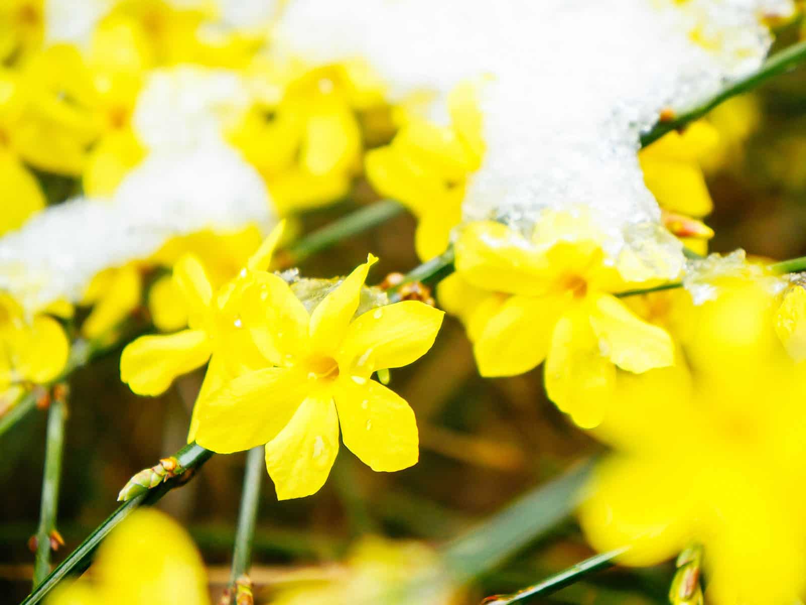 Winter jasmine blooming under a layer of ice and snow