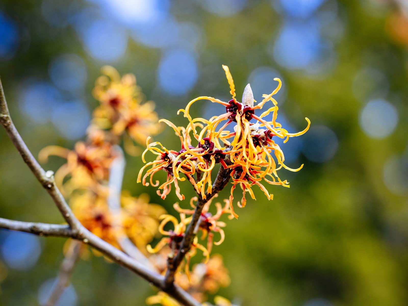 Witch hazel branch with yellow flowers