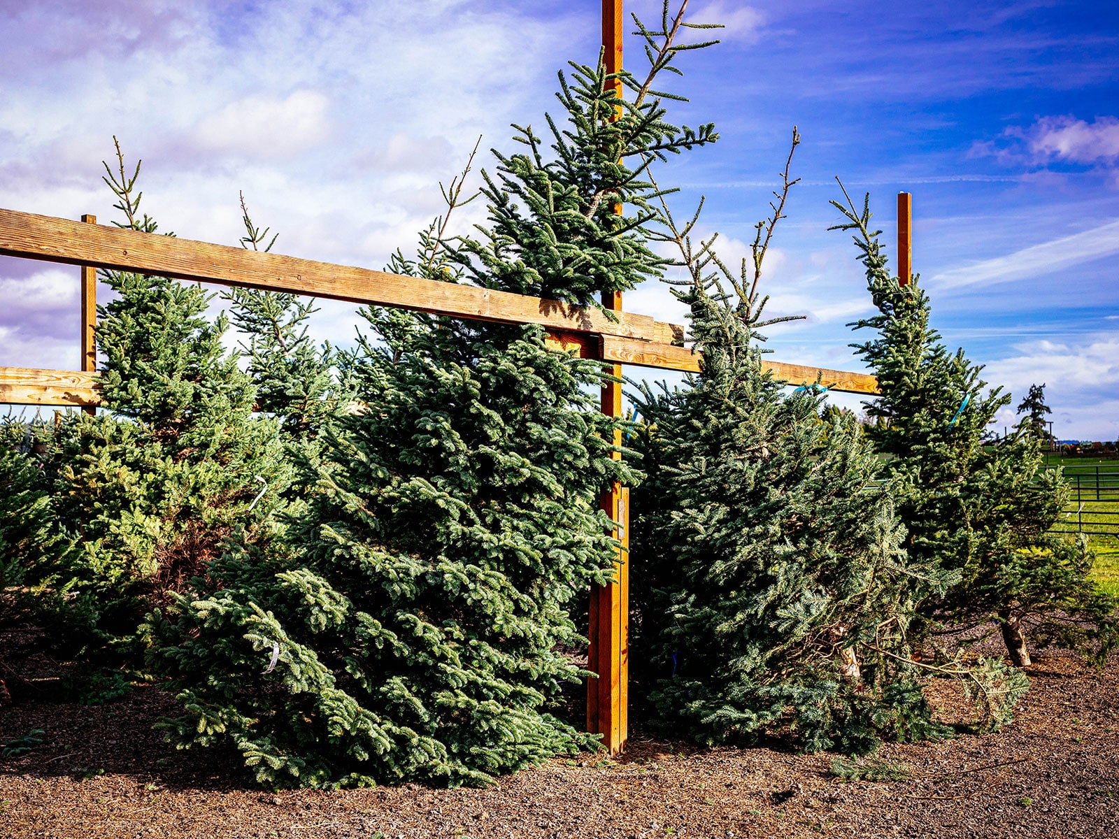 Christmas tree lot on a farm with Nordmann firs and noble firs
