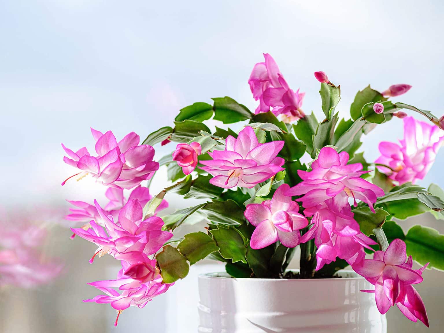 How to Tell the Difference Between Holiday Cactus Varieties - Garden Betty
