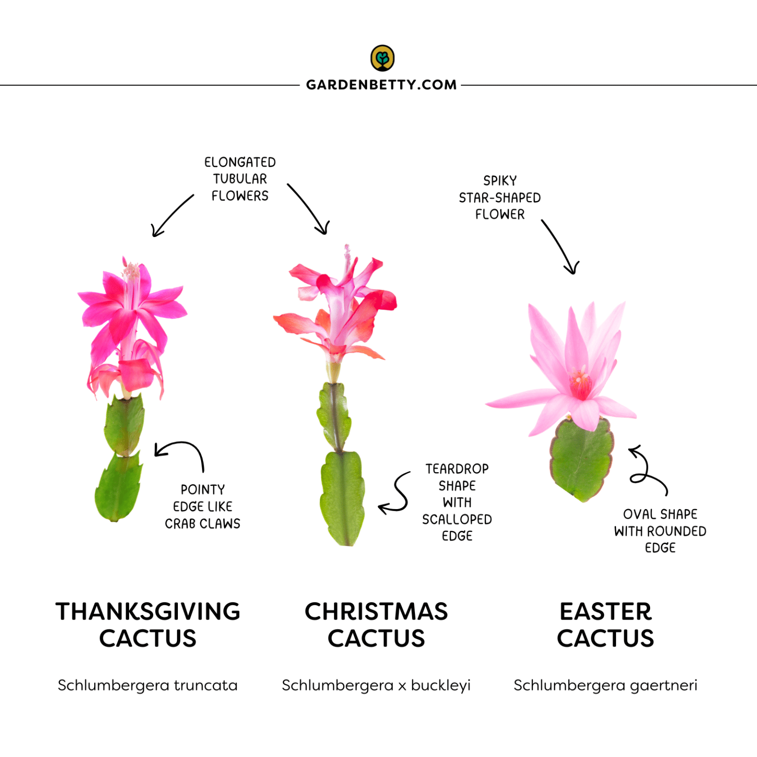 How to Tell the Difference Between Holiday Cactus Varieties - Garden Betty
