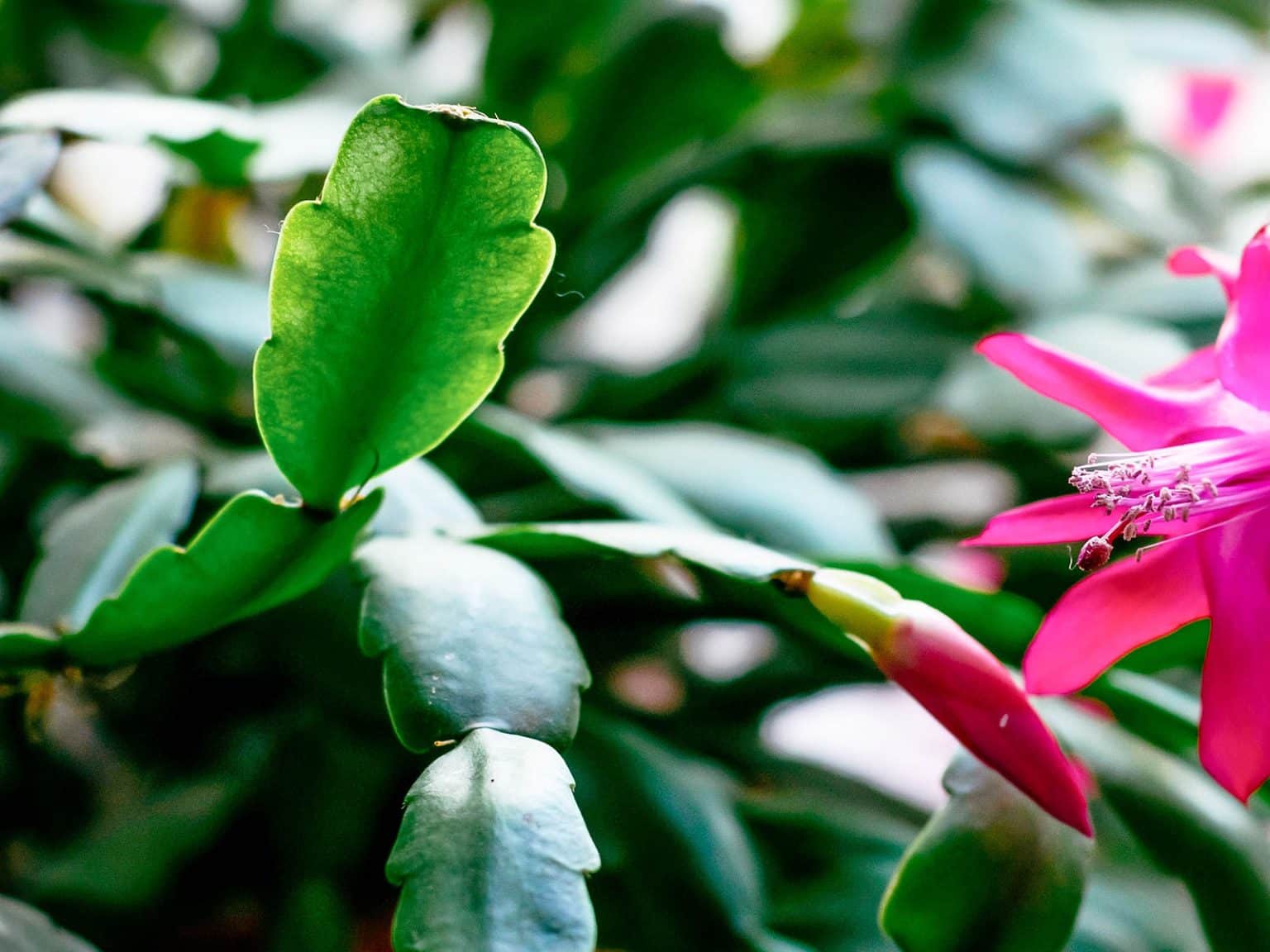 How to Tell the Difference Between Holiday Cactus Varieties - Garden Betty