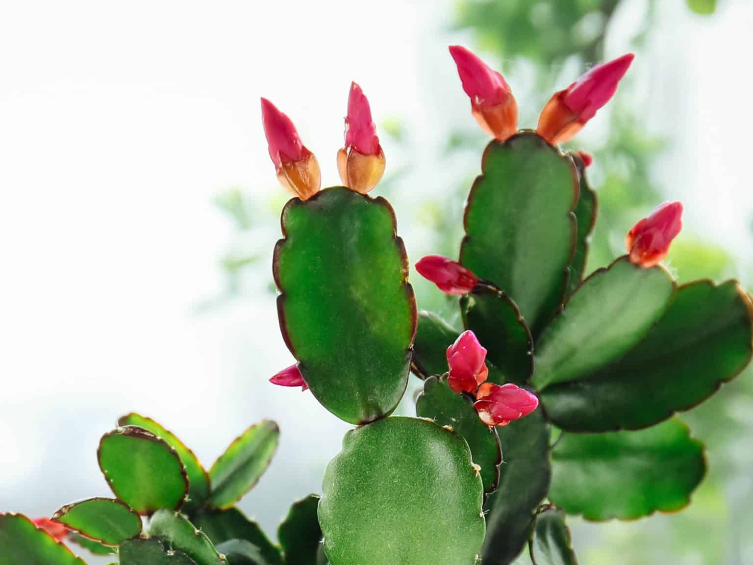 How to Tell the Difference Between Holiday Cactus Varieties - Garden Betty