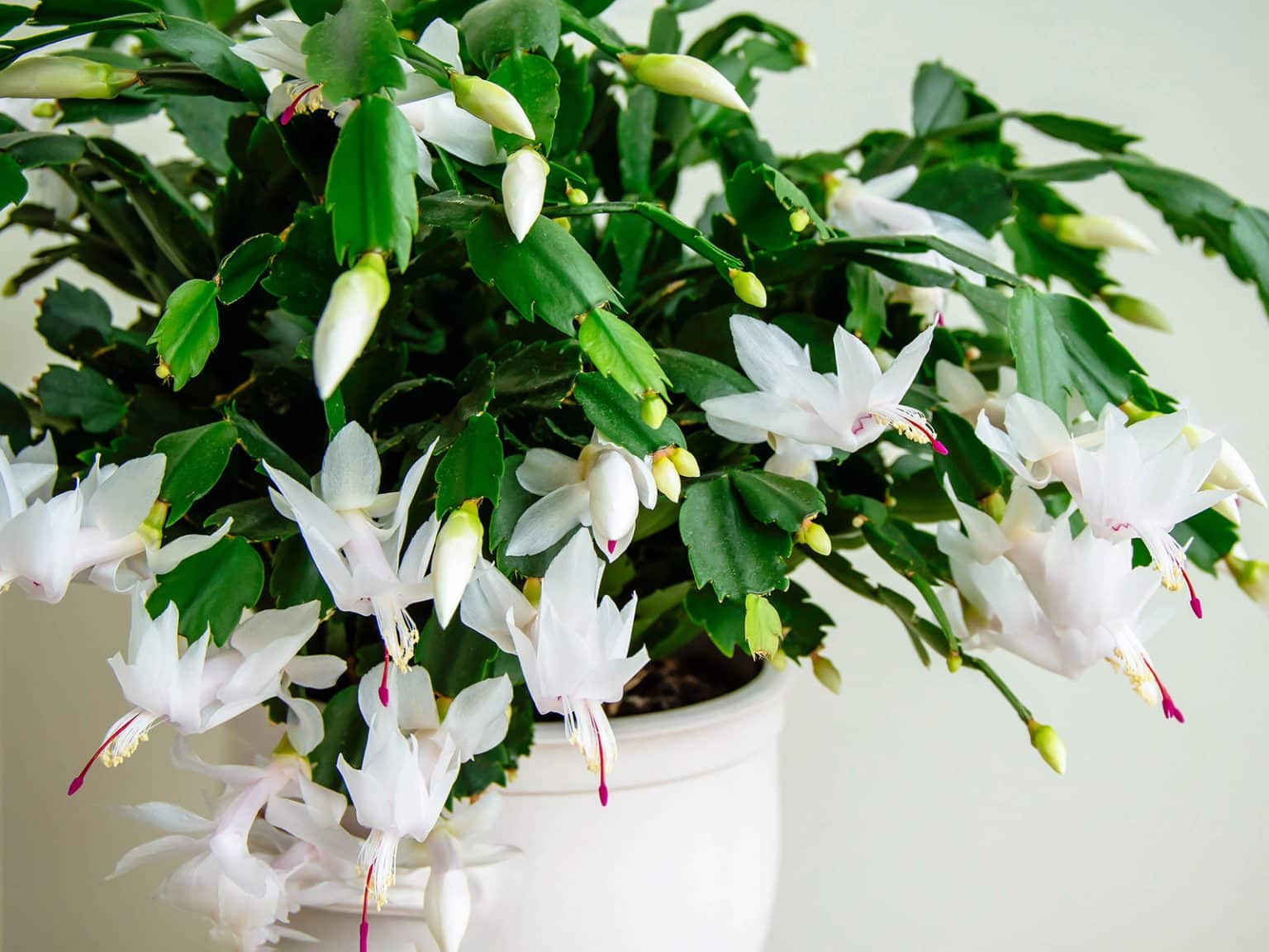 How to Tell the Difference Between Holiday Cactus Varieties - Garden Betty