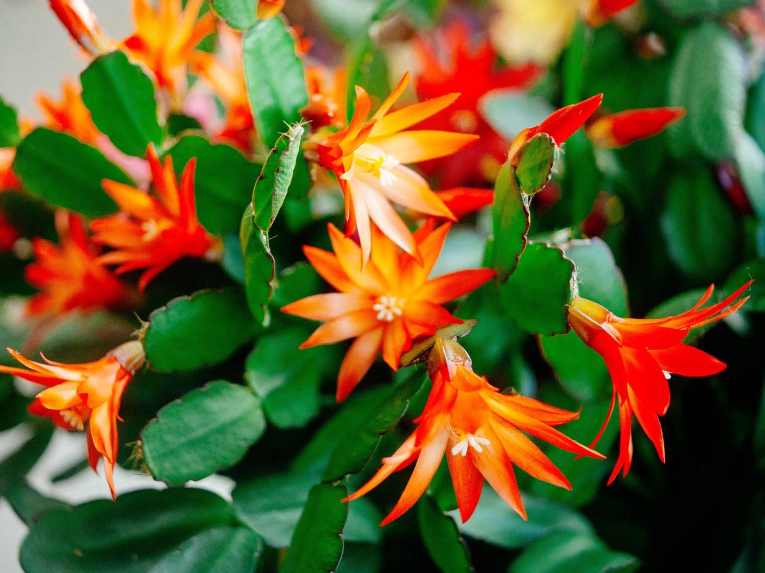 How to Tell the Difference Between Holiday Cactus Varieties - Garden Betty
