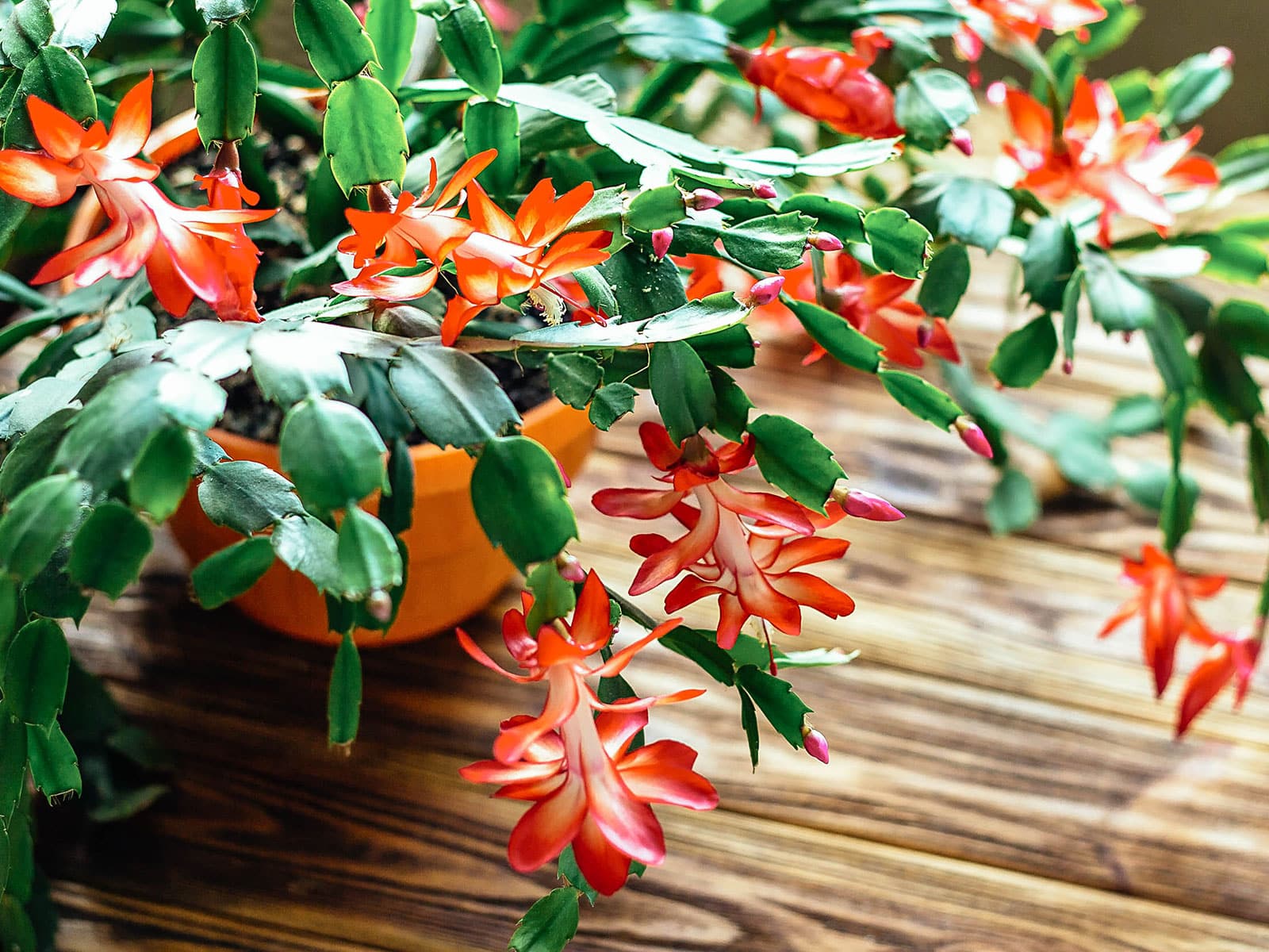 How to Tell the Difference Between Holiday Cactus Varieties - Garden Betty