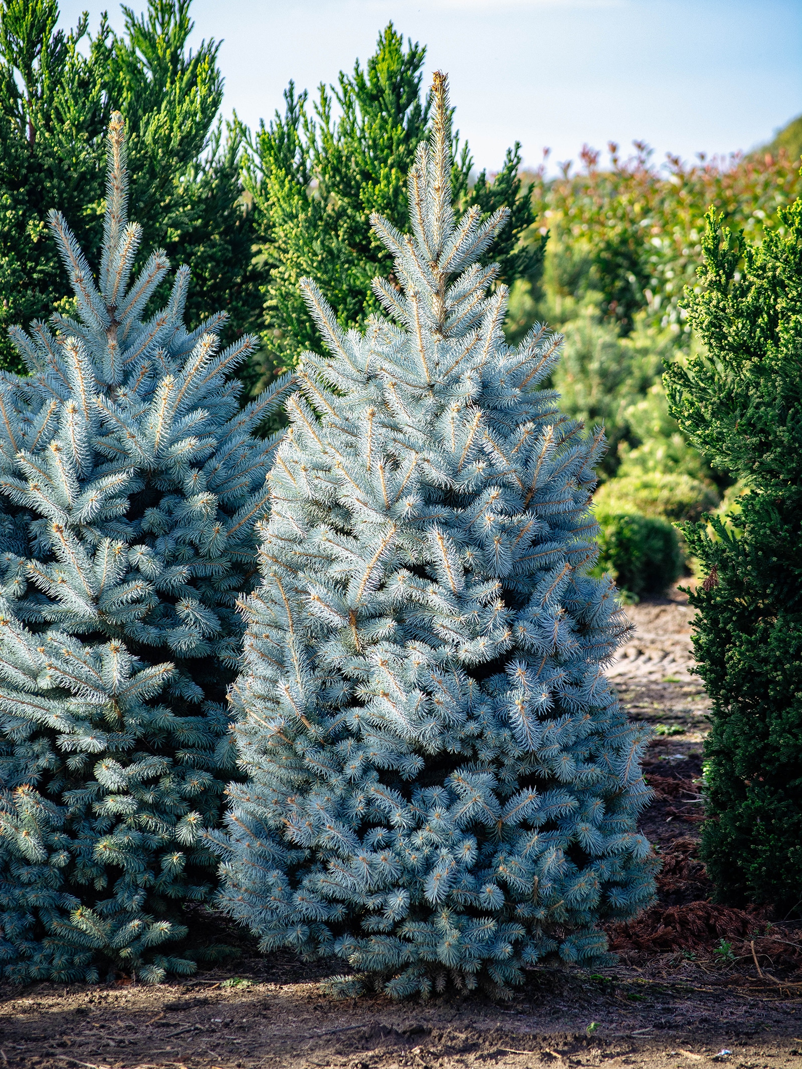 Colorado blue spruce trees growing on a Christmas tree farm