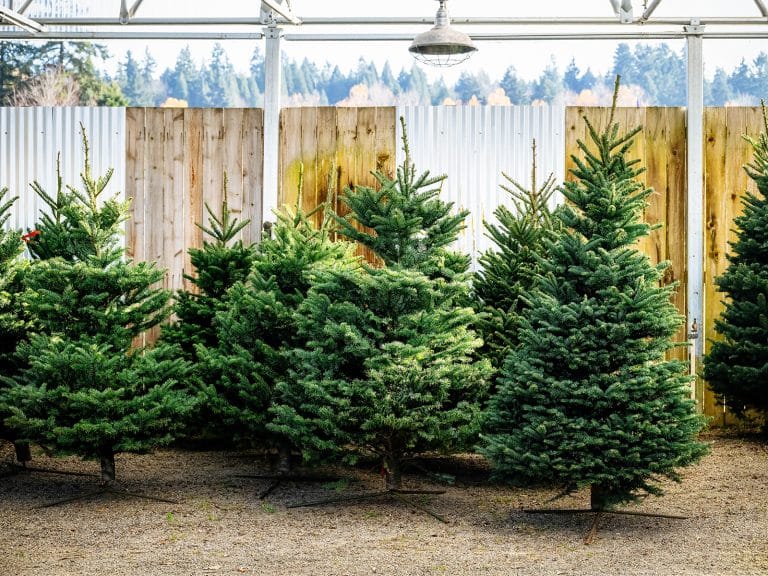 Fir trees propped up in stands at a Christmas tree lot