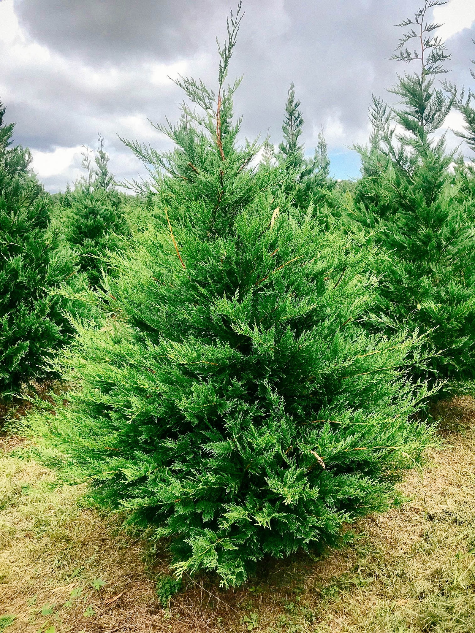 Leyland cypress trees growing on a Christmas tree farm